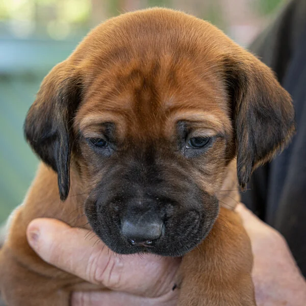 Rosetta- grey girl, pet