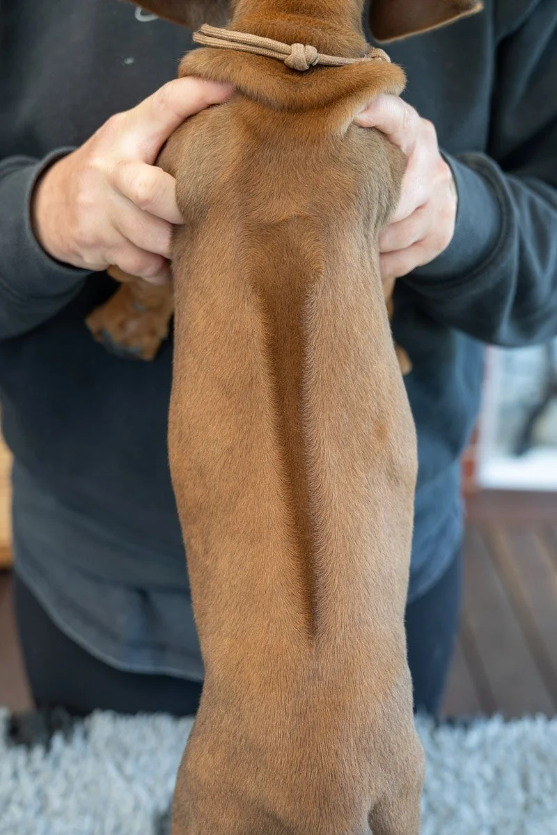 Daphnes pups wk7_24 (65 of 107).JPG