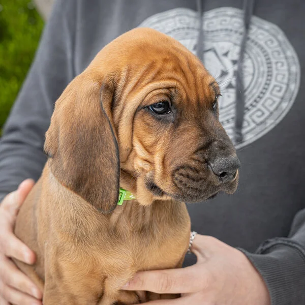 Daphne pups wk6 (46 of 162).JPG