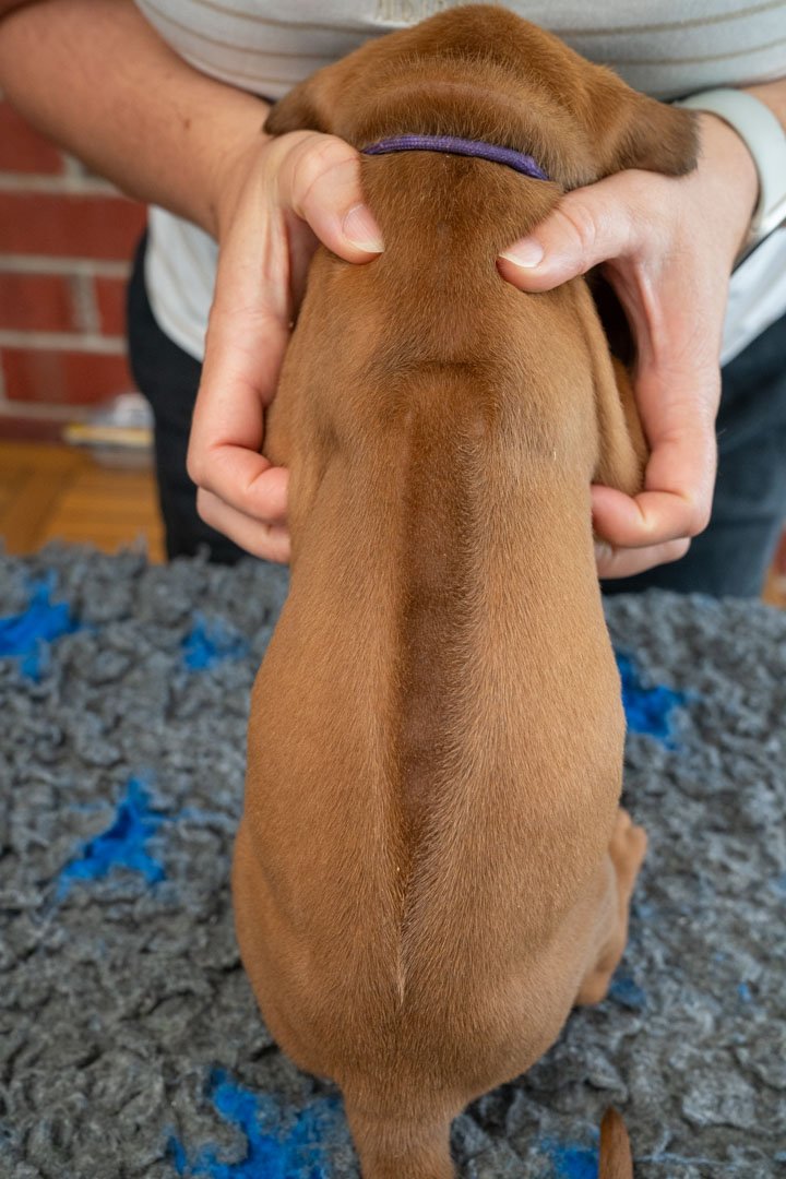 Daphne pups wk4 (11 of 95).JPG