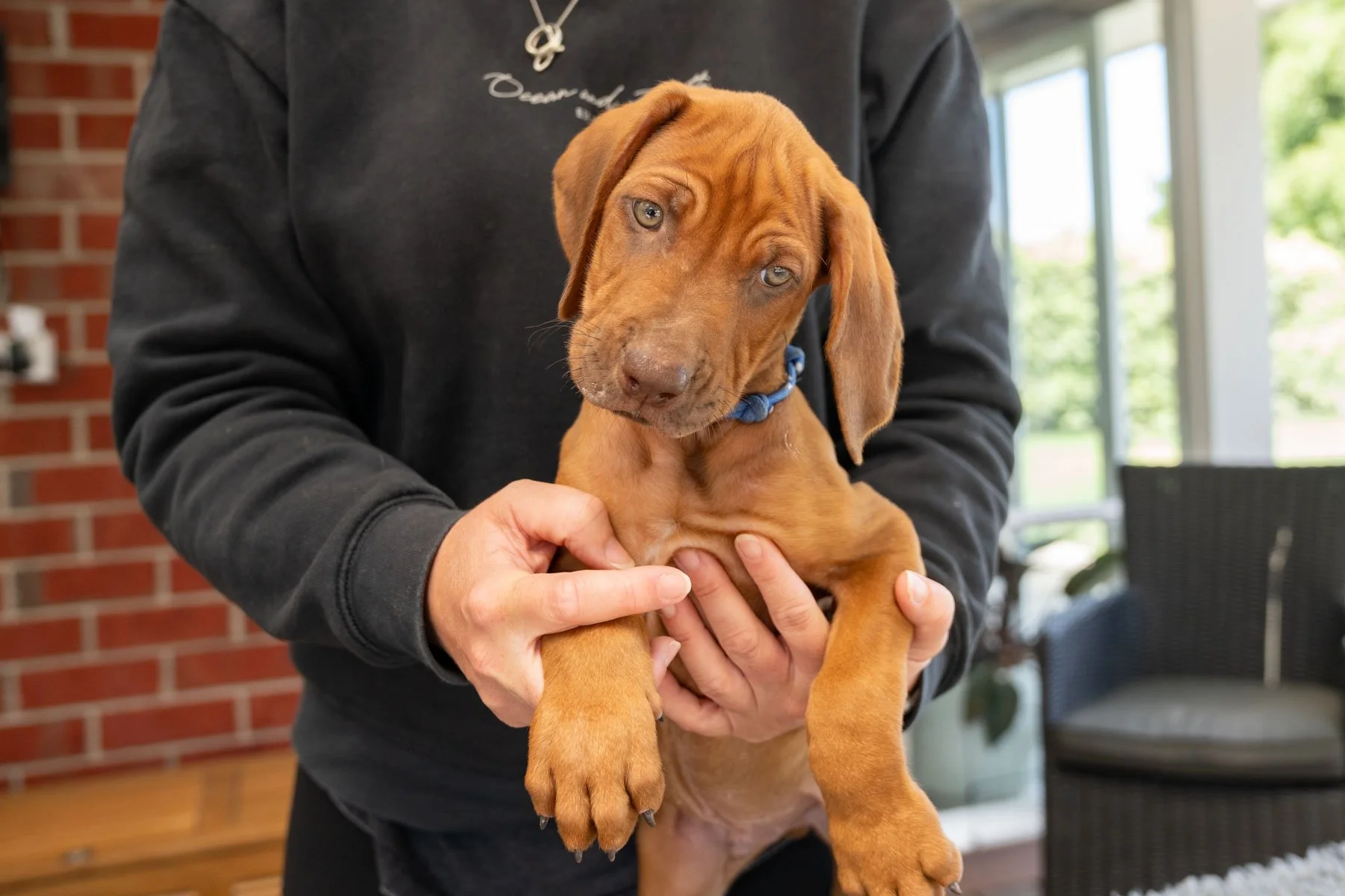 Daphnes pups wk7_24 (10 of 107).JPG