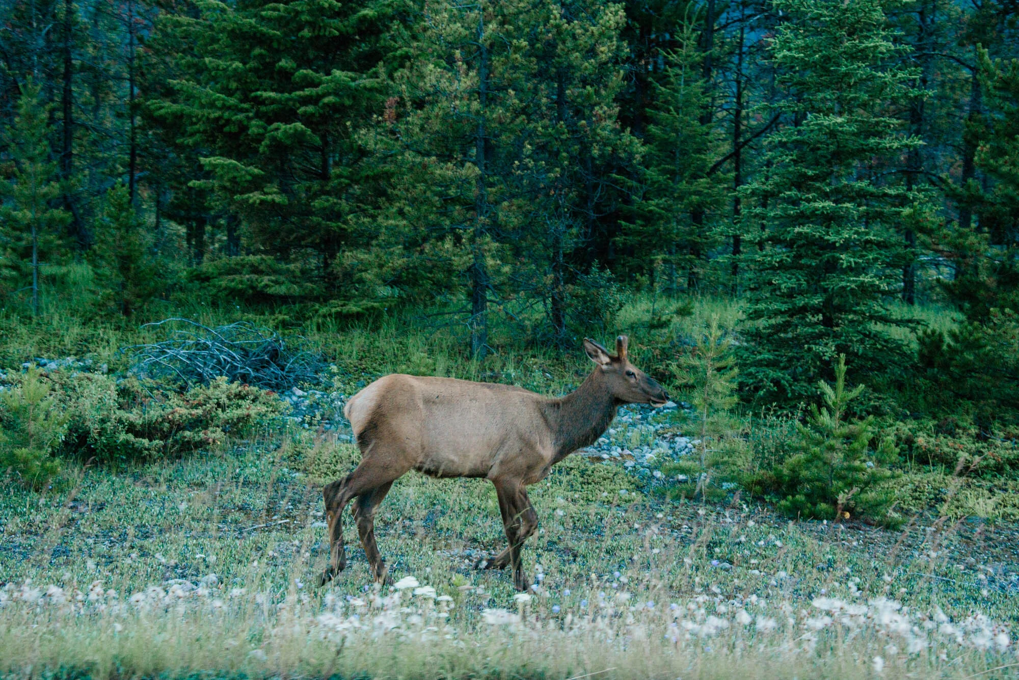 200723_Jasper_6643.jpg