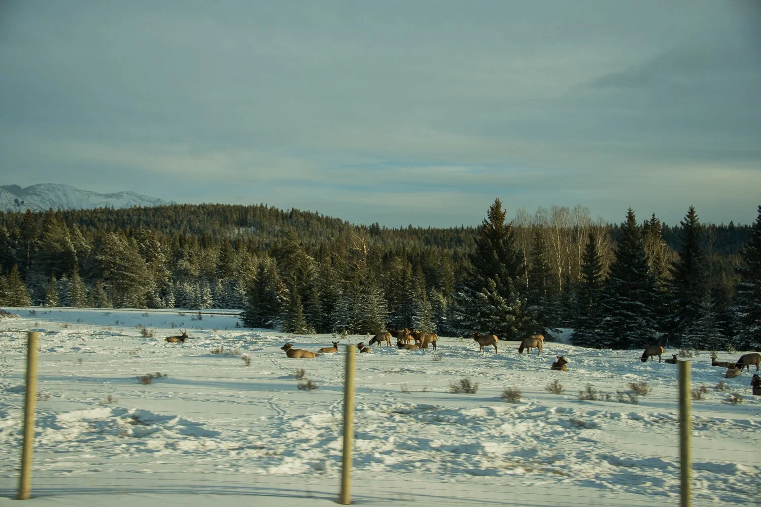 211228_Canmore_7761.jpg