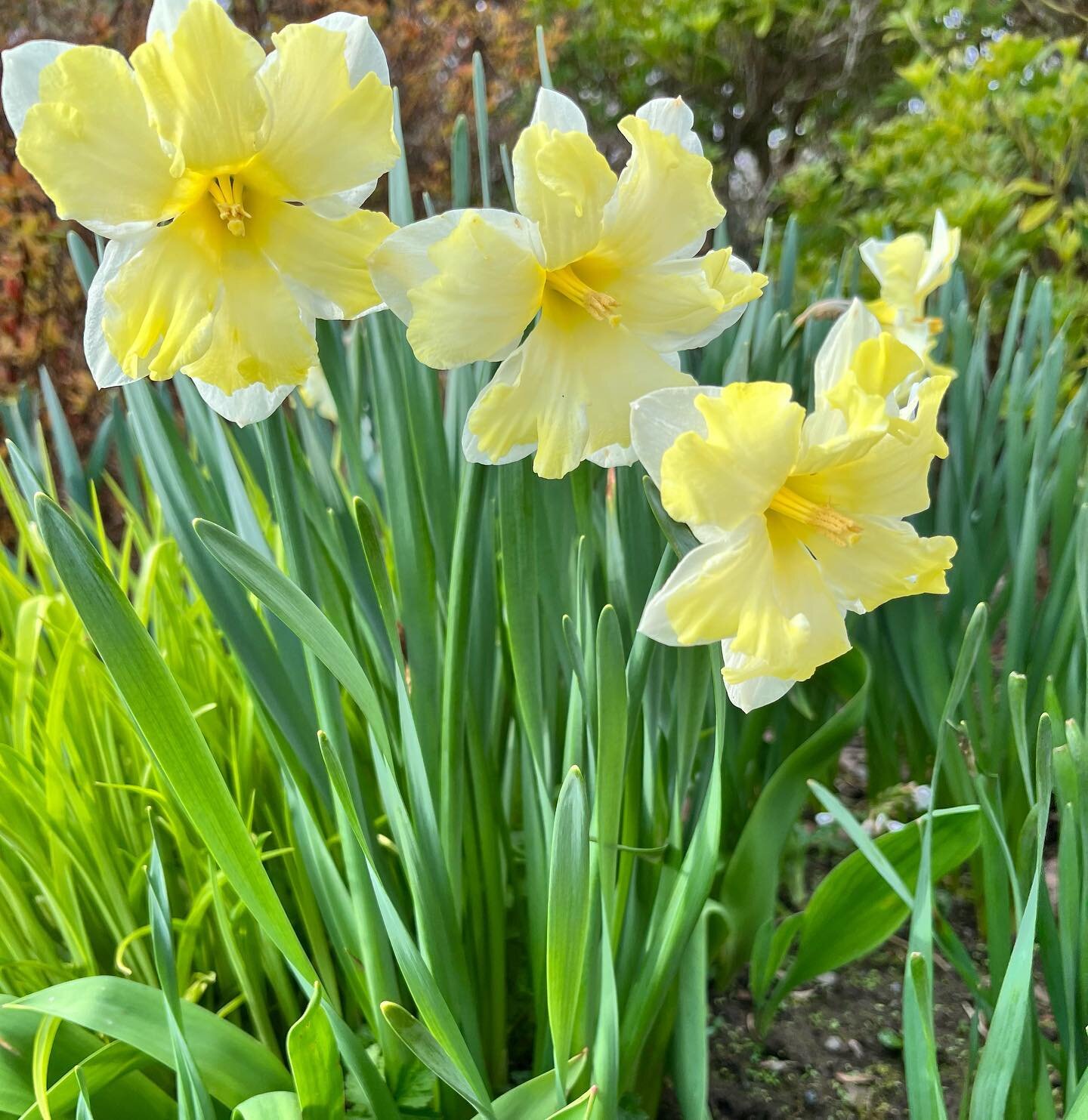 Happy Easter from all of us at The Yair 🐣🐣🐣🐣
.
.
.
#happyeaster #easterwishes #🐣 #daffodils #springtime #theyairscotland #holidaycottages #scottishborders