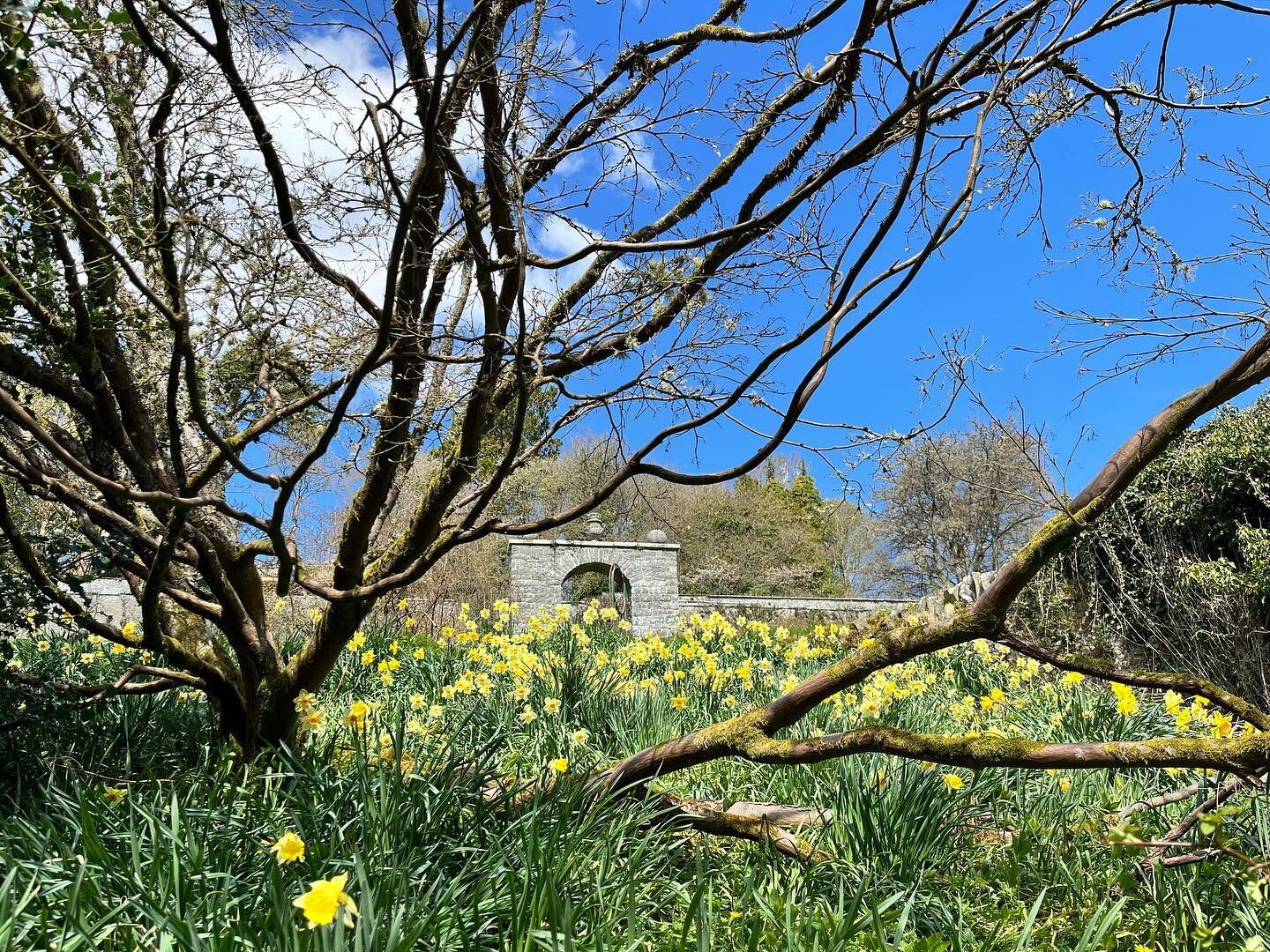 Blue skies over the walled garden today and a lovely walk along the Peel road. There&rsquo;s so much to explore @theyairscotland - check our website for availability in our lovely cottages!
.
.
.
#sunshine #springtime #walkscottishborders #outandabou