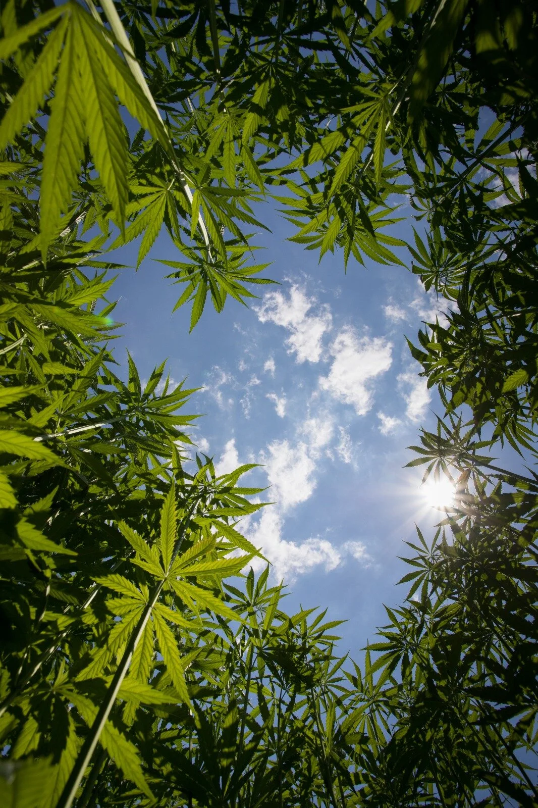 Synthetically vs. Naturally Derived Cannabinoids