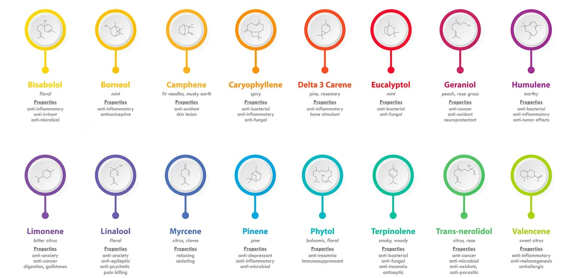 What are Terpenes?