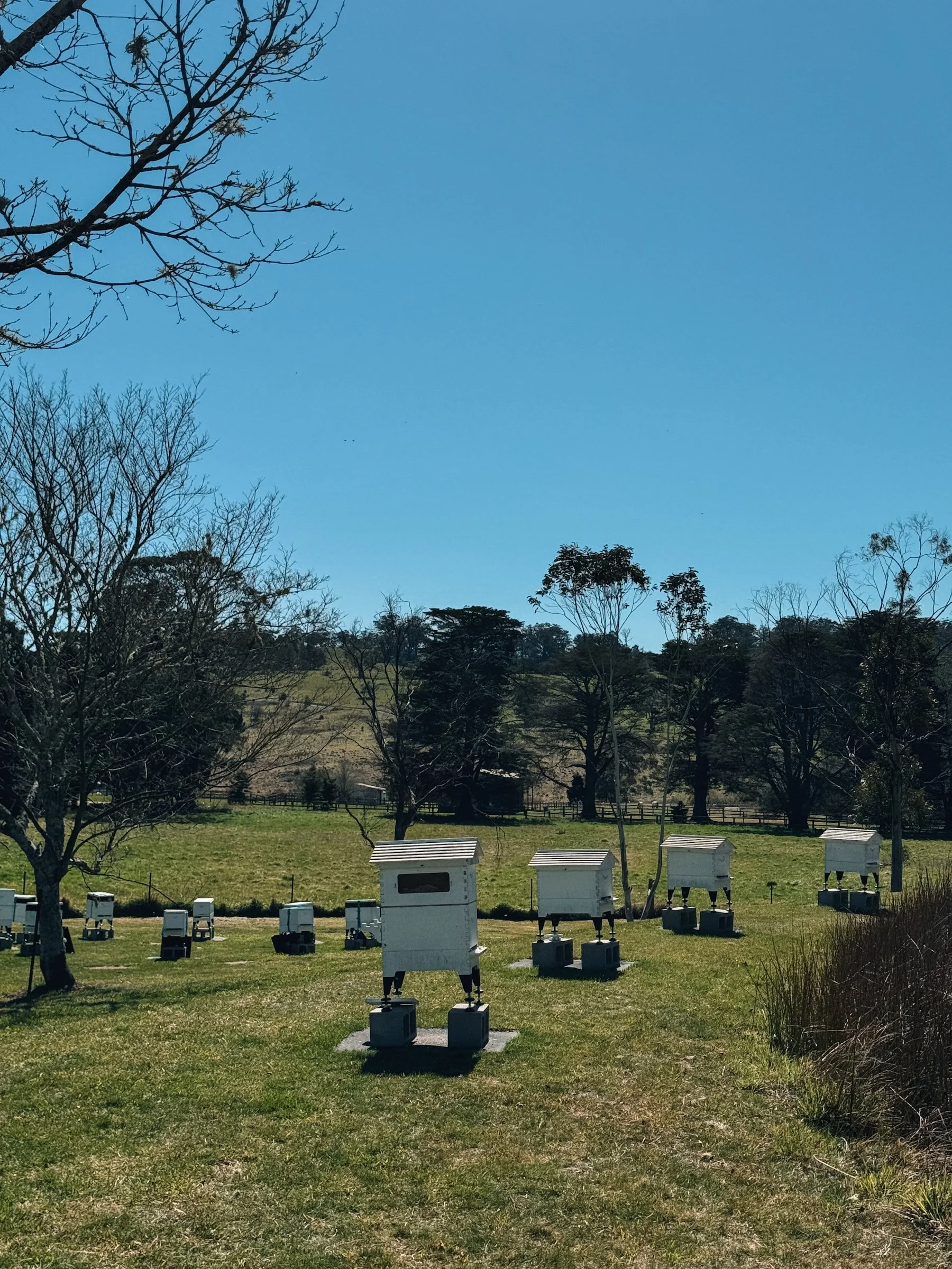 bowral honey farm