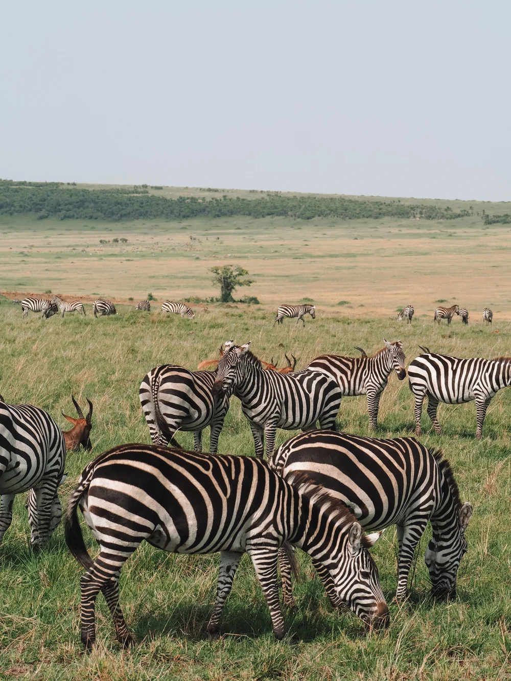 Safari Top Tips-10.jpg