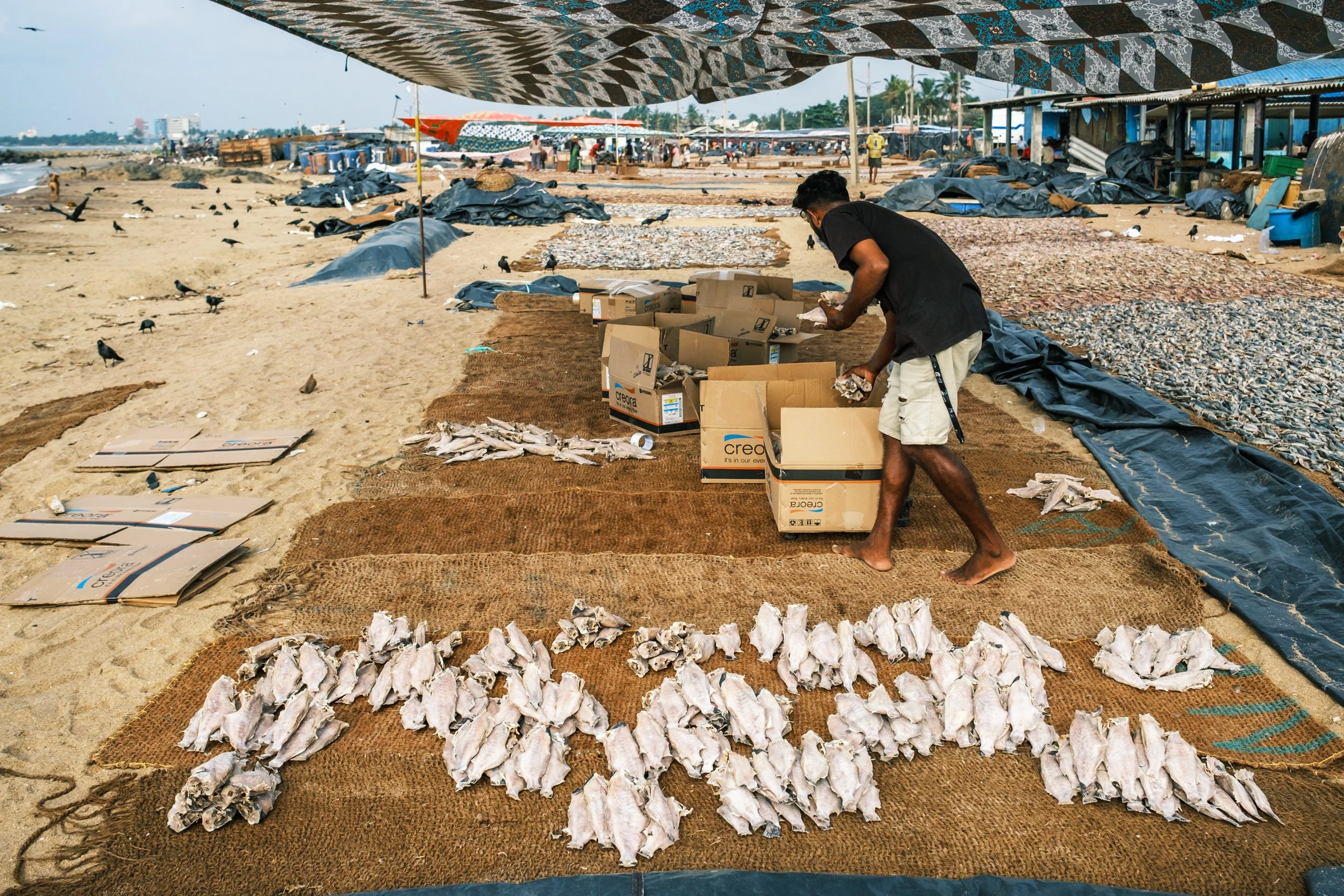 01-negombo-fish-market-drying-yards-sri-lanka-6.jpg