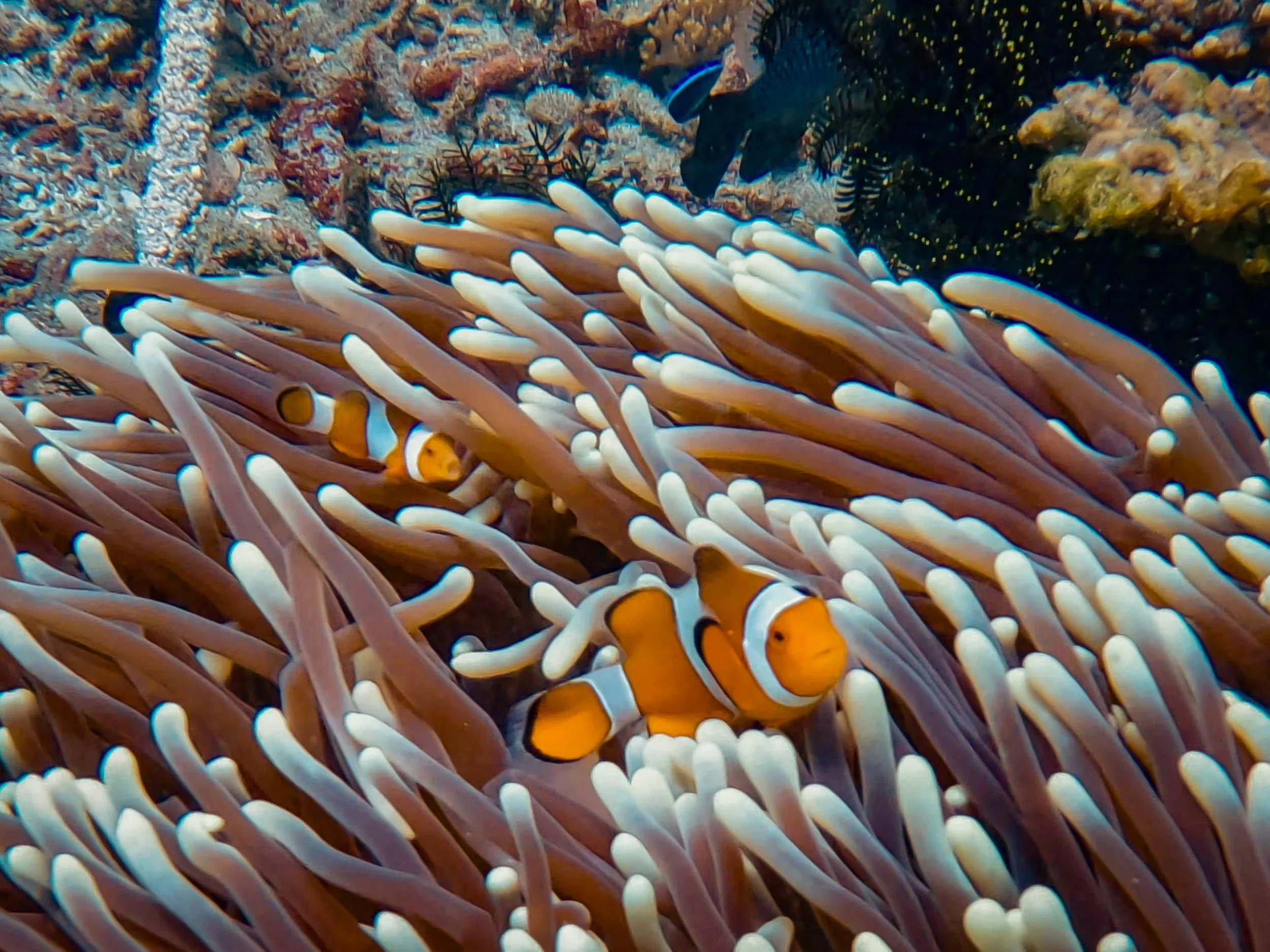 Livingseas-14.jpg