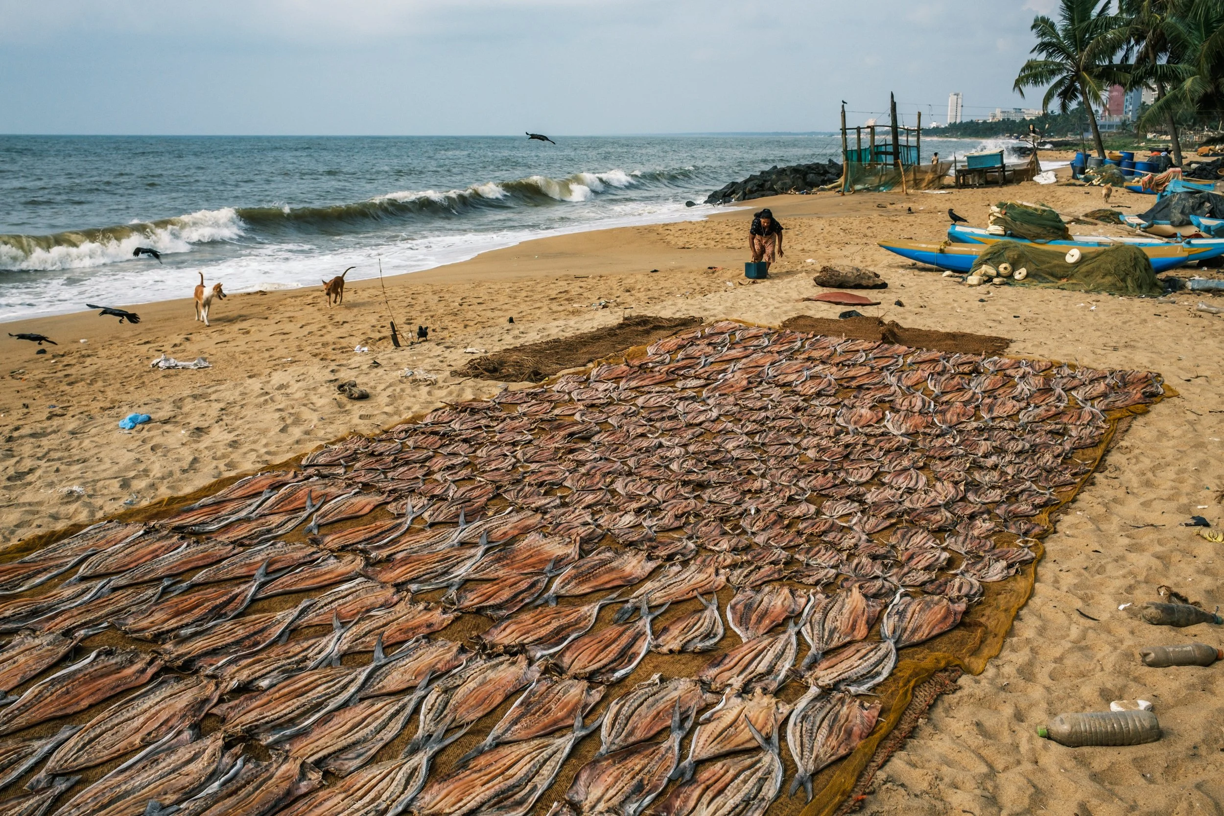 01-negombo-fish-market-drying-yards-sri-lanka-1.jpg