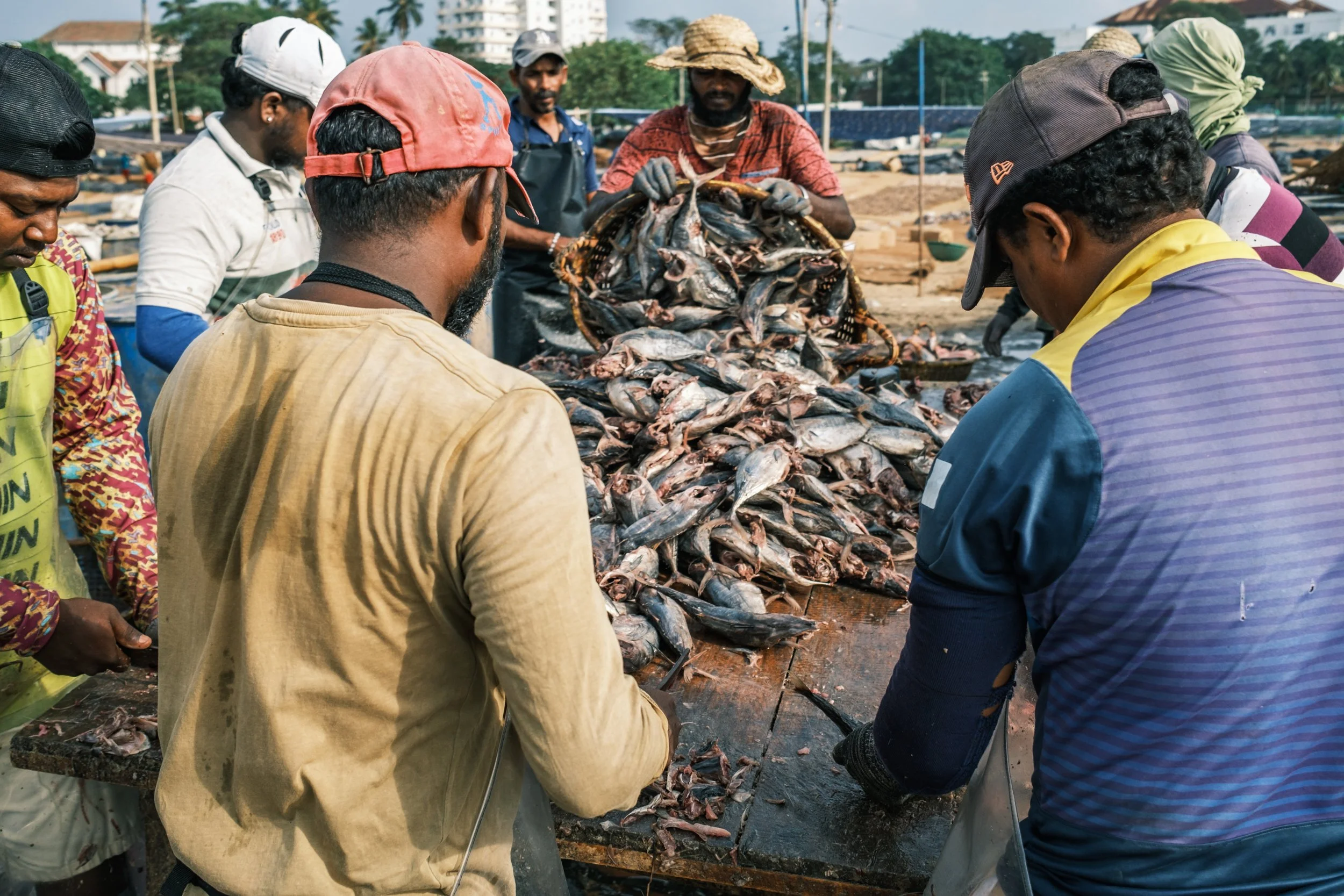 01-negombo-fish-market-drying-yards-sri-lanka-8.jpg