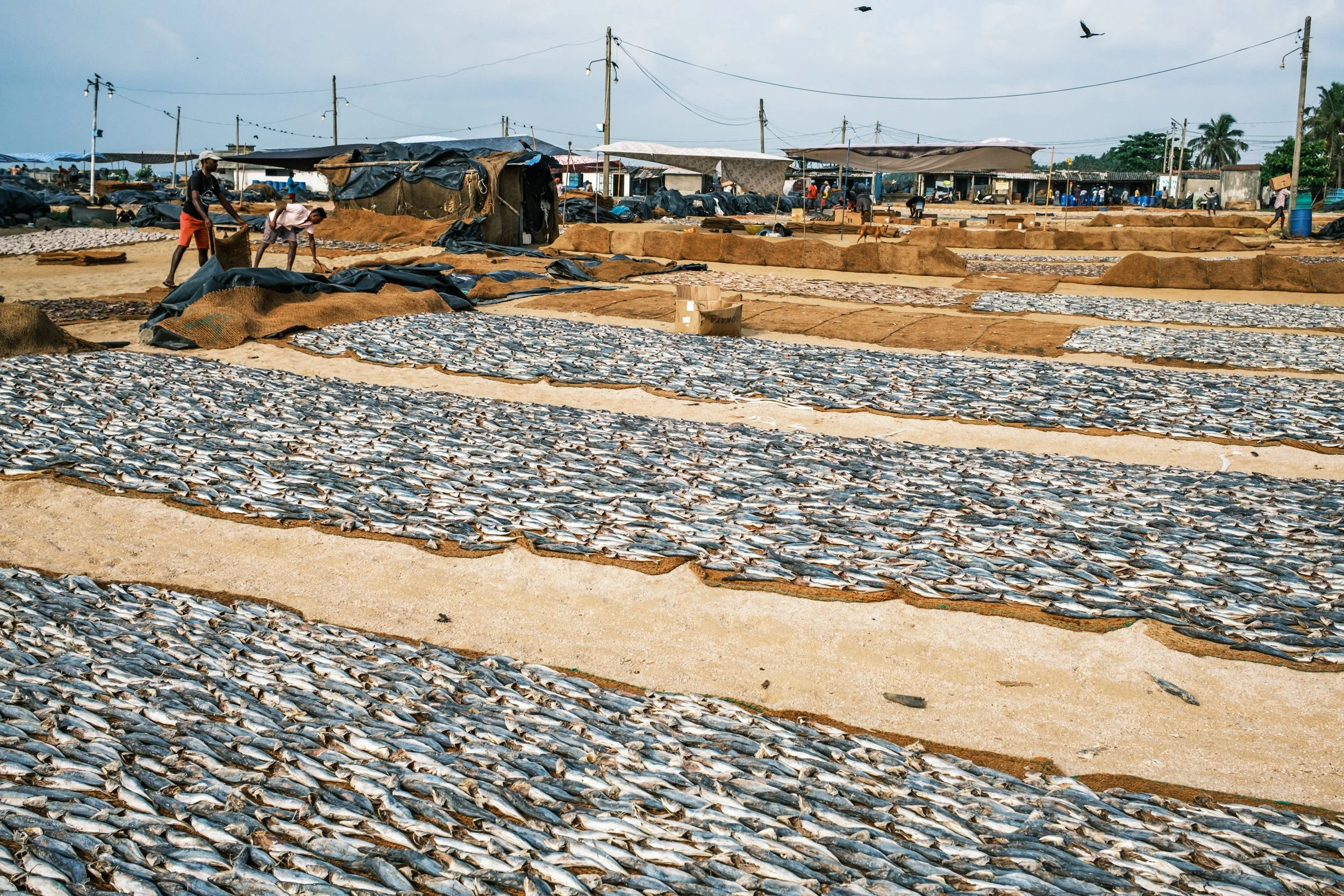 01-negombo-fish-market-drying-yards-sri-lanka-3.jpg