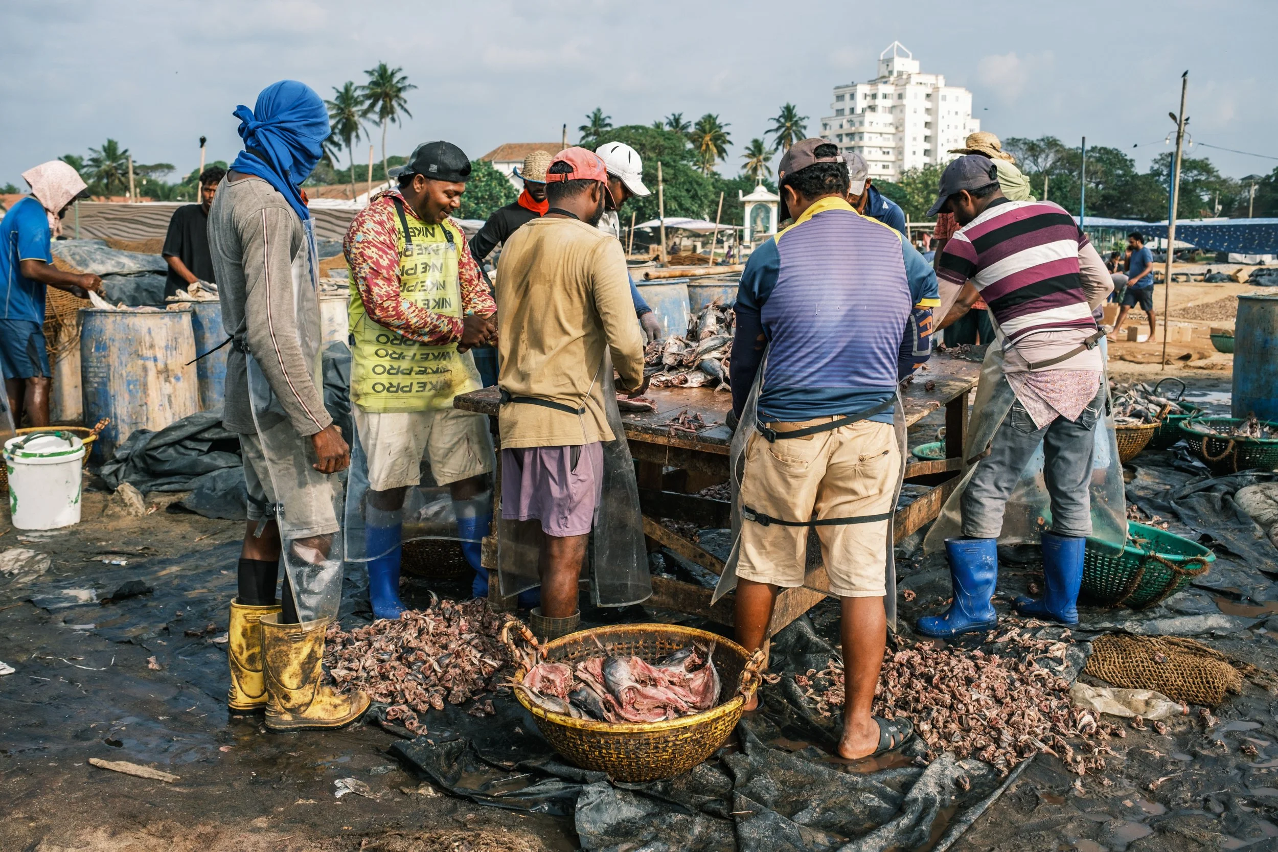 01-negombo-fish-market-drying-yards-sri-lanka-7.jpg