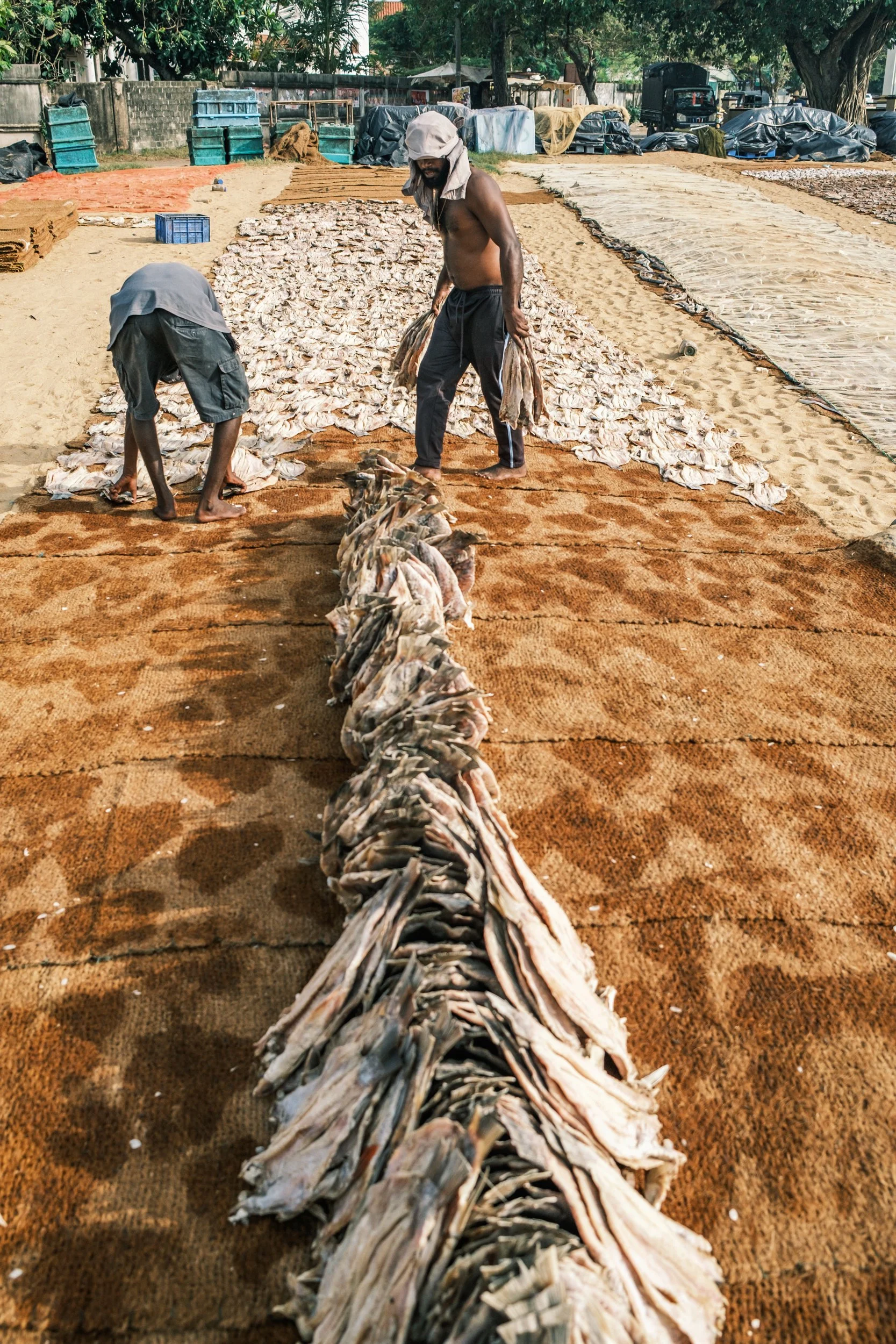 01-negombo-fish-market-drying-yards-sri-lanka-4.jpg