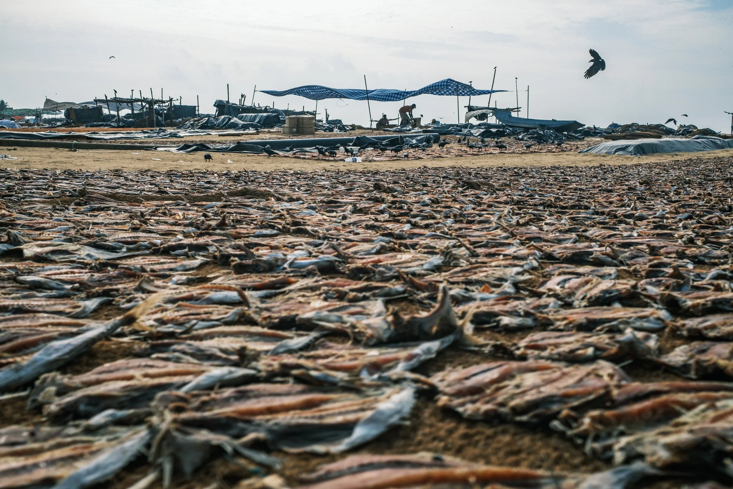 01-negombo-fish-market-drying-yards-sri-lanka-2.jpg