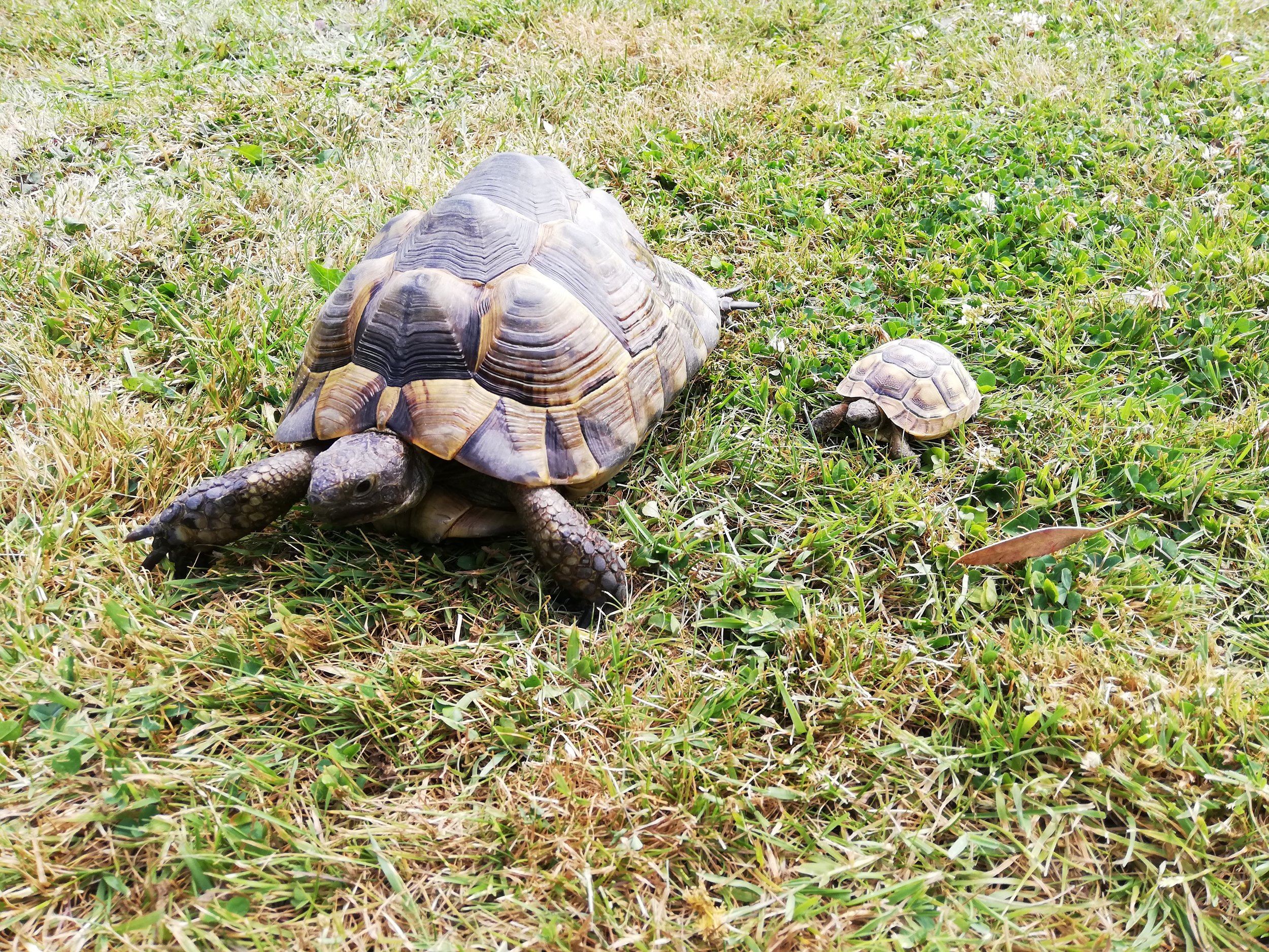 Mediterranean Spur Thighed Tortoise Size Turtles Testudo Graeca