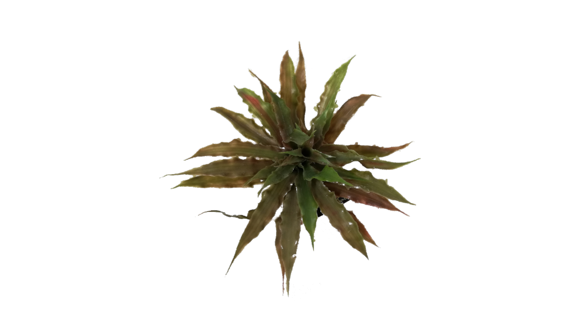 dracaena types Dracaena Randy (Dragon Plant) main image 0