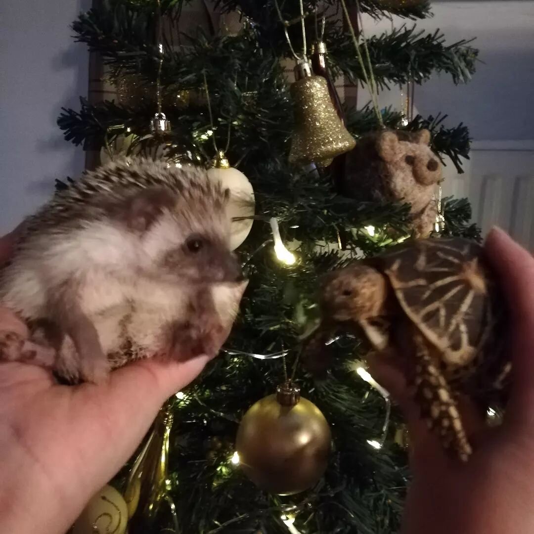 Happy Christmas everyone from all our tortoises and Professor Quillma Pricklebum! 🥰🎄🐢🦔 #christmas #festive #hedgehog #happytortoises
.
.
.
I sell&nbsp;tortoises, starter kits and other accessories. Please check out my Website, YouTube channel and