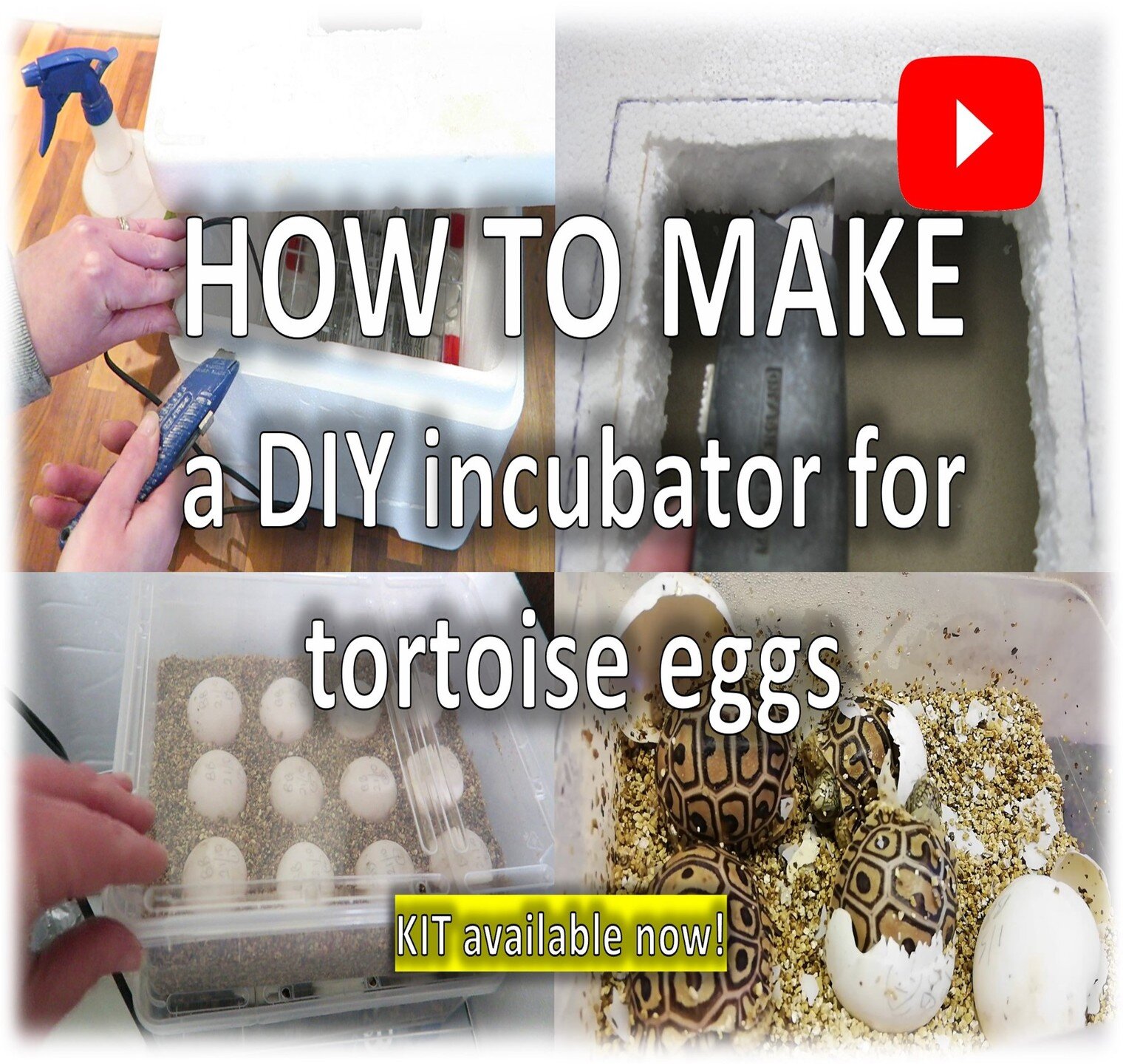 It been a while but I have a brand new video for you to watch - &quot;How to make an incubator for hatching tortoise eggs!&quot; 🎉 There may even be some cute baby tortoises hatching in the video too! #incubator #tortoiseeggs #reptileeggs #reptileeg