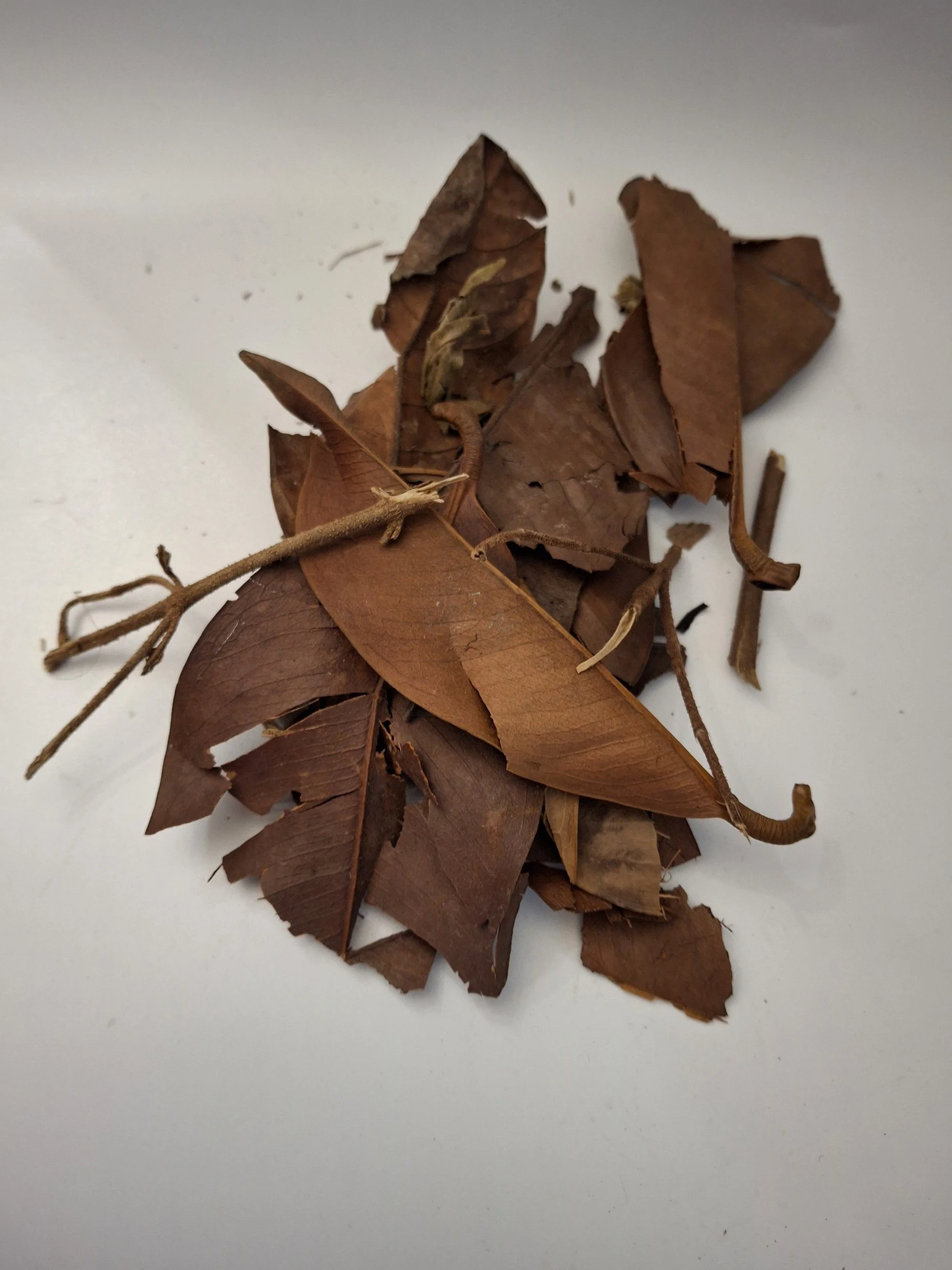 Mixed Leaf Litter for Tortoises