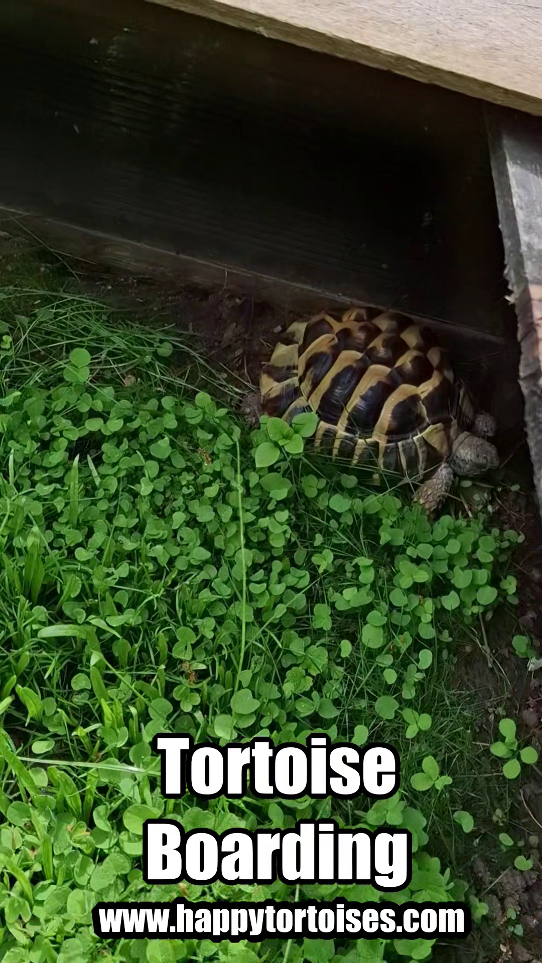 holiday_tortoises_outdoor2.png