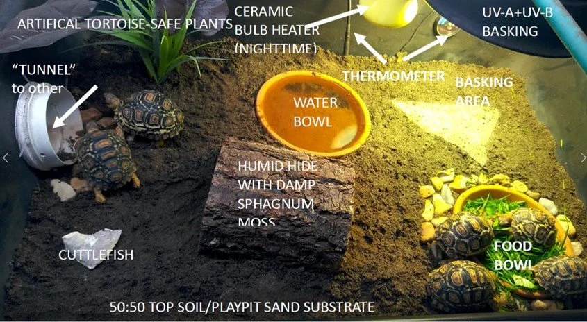 Hermann’s Tortoise Care Sheet: Housing, Diet, Heating & Humidity ...