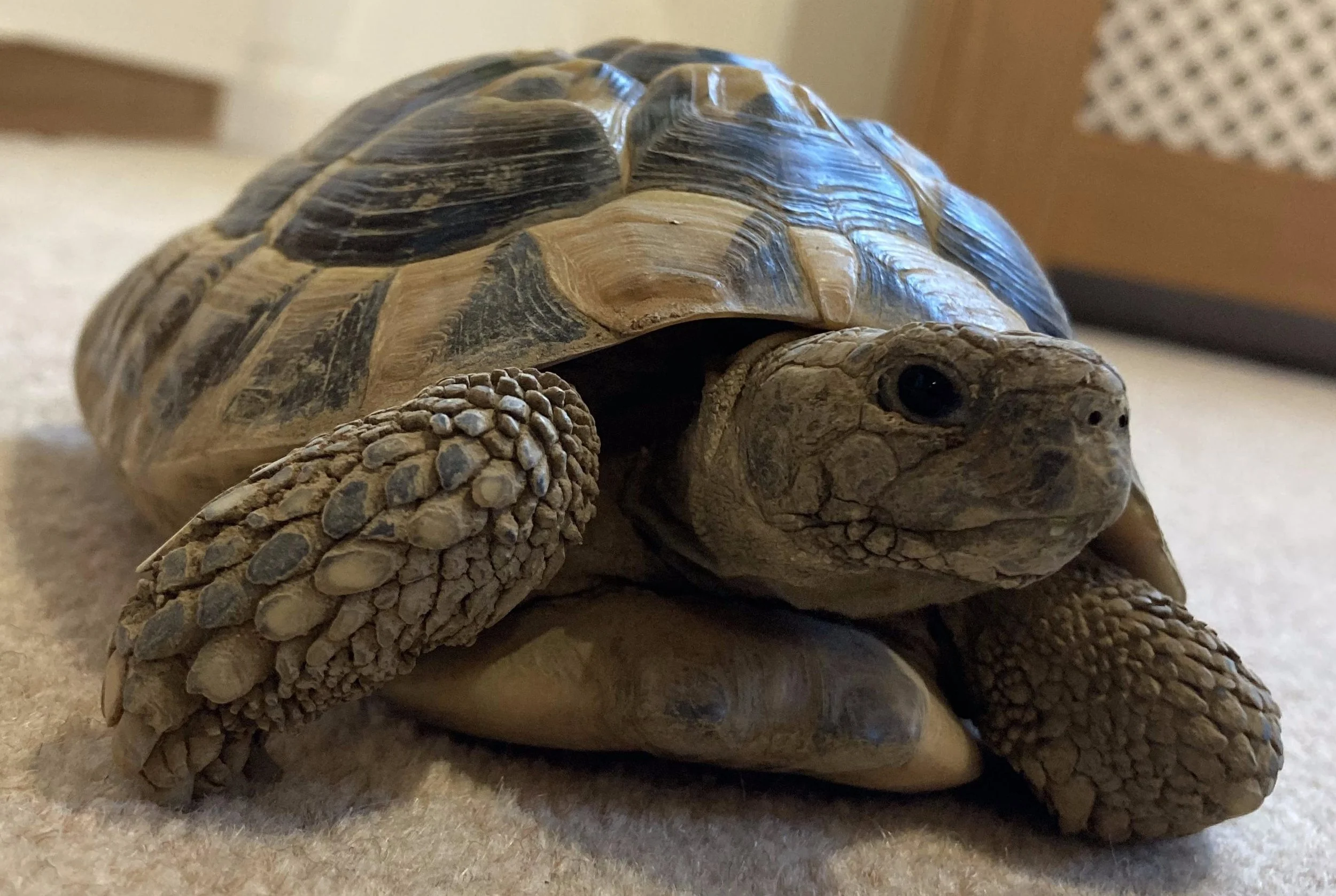 Otto Peepers - Tortoise main image 0