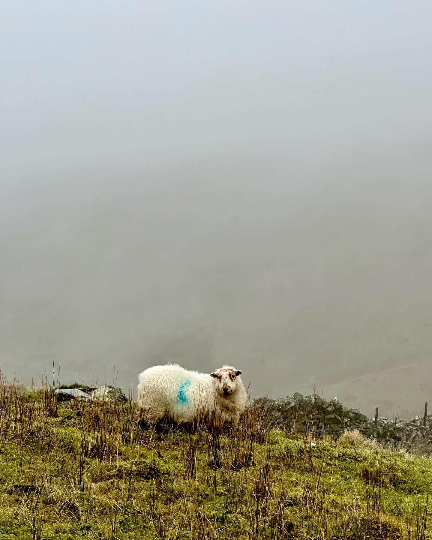 How&rsquo;s about a Sunday Morning Sheep pic?

This is the most recent photo from my camera roll. Taken a couple of weeks back when we went to stay in Bala for the weekend. 

We walked up Cnicht and this little buddy was interested in what we were up