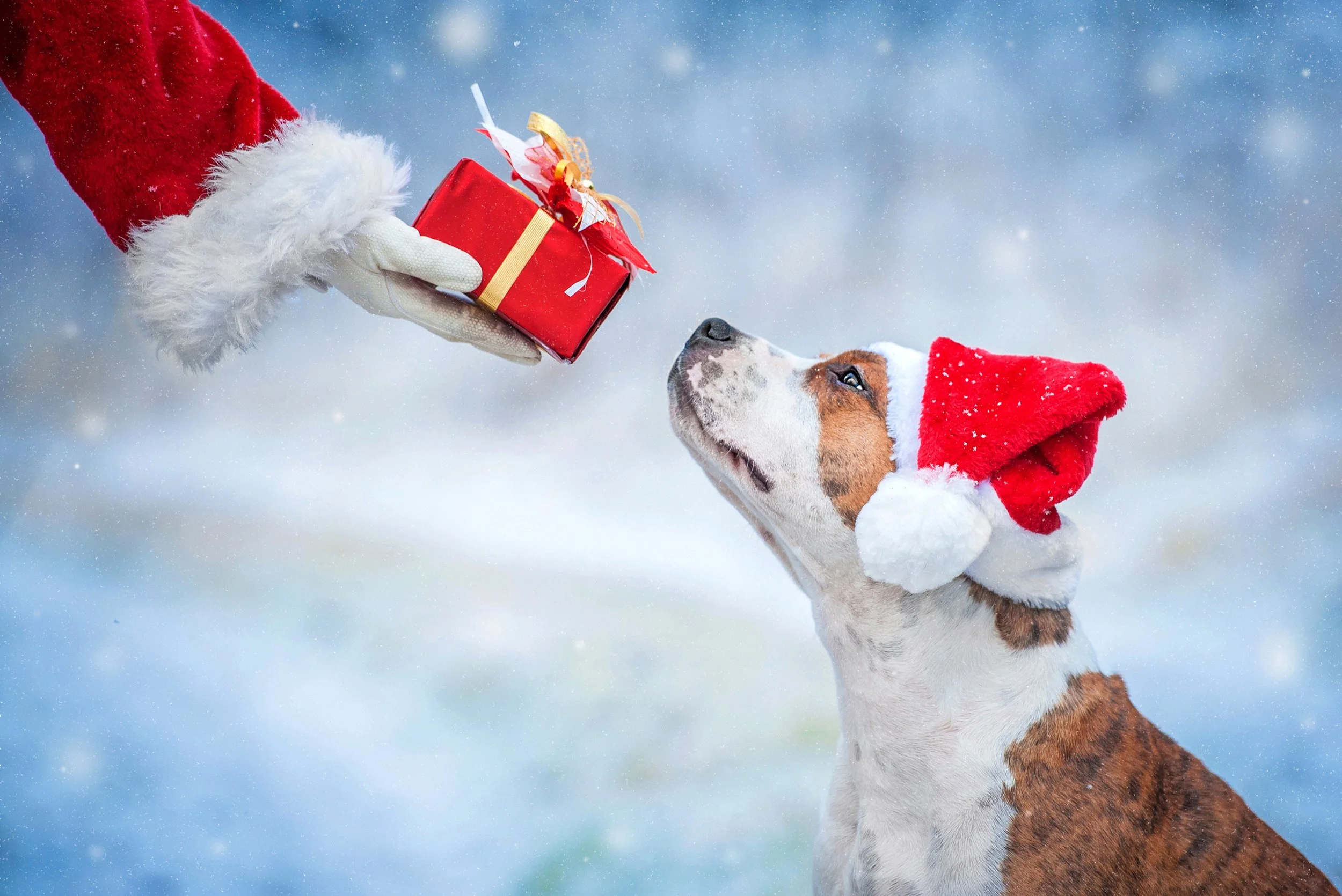Purrfect Presents for Pooches - Festive Food Edition 