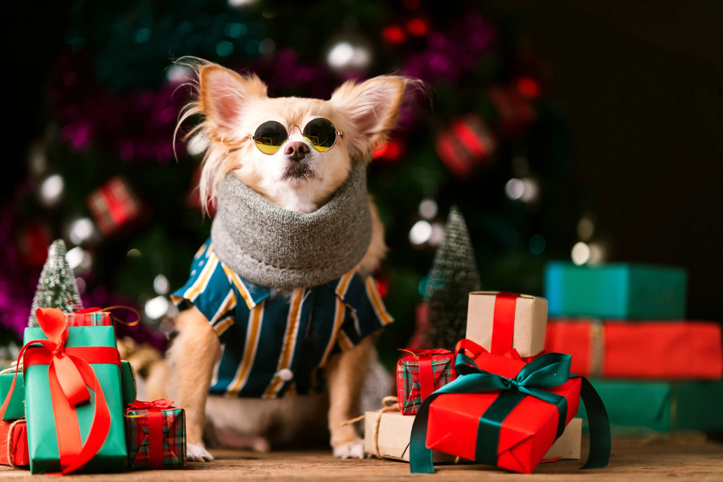Fabulous Festive Foodie Finds For Your Favourite Fur Friend 