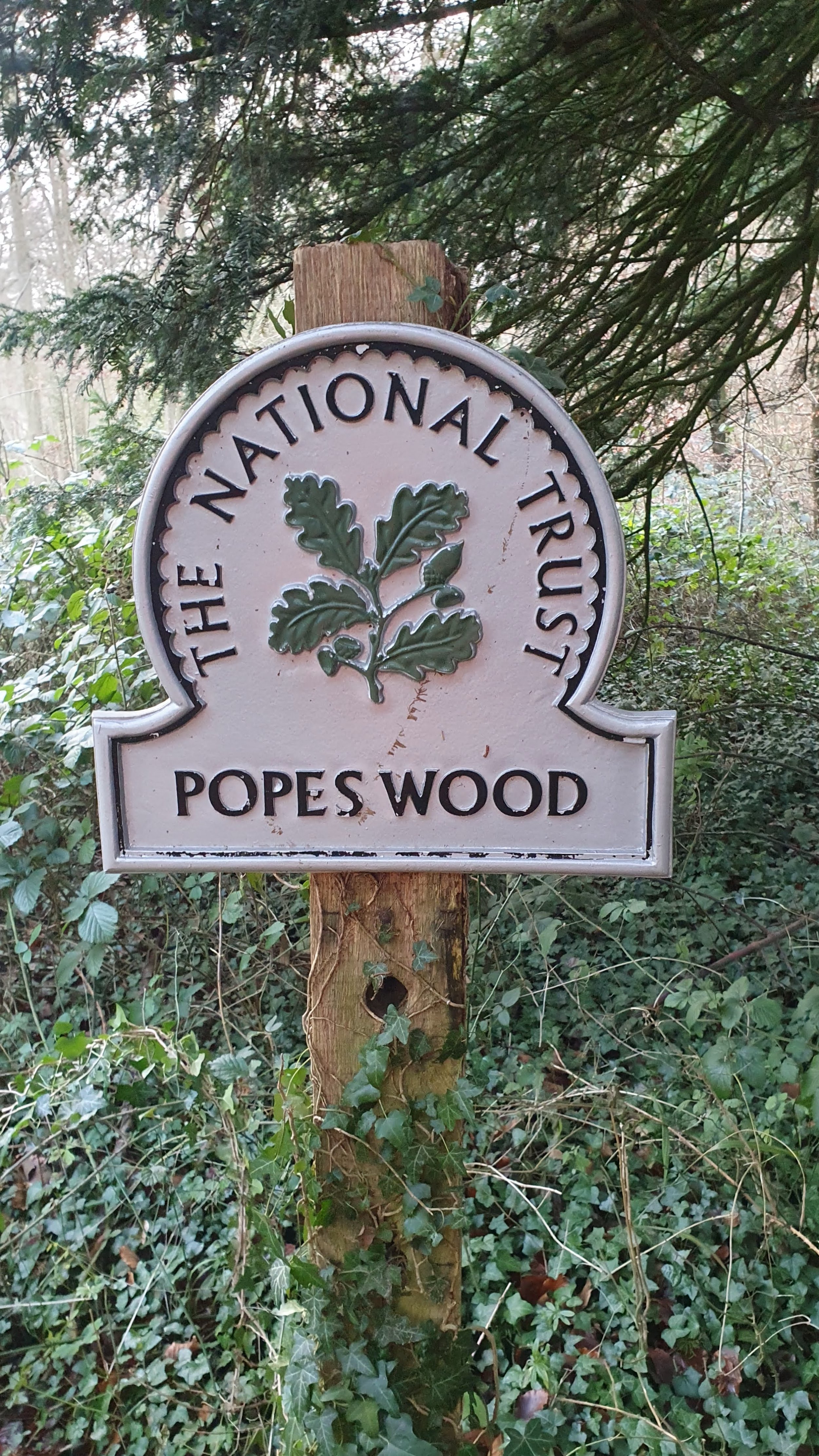 Popes Wood Painswick .jpg