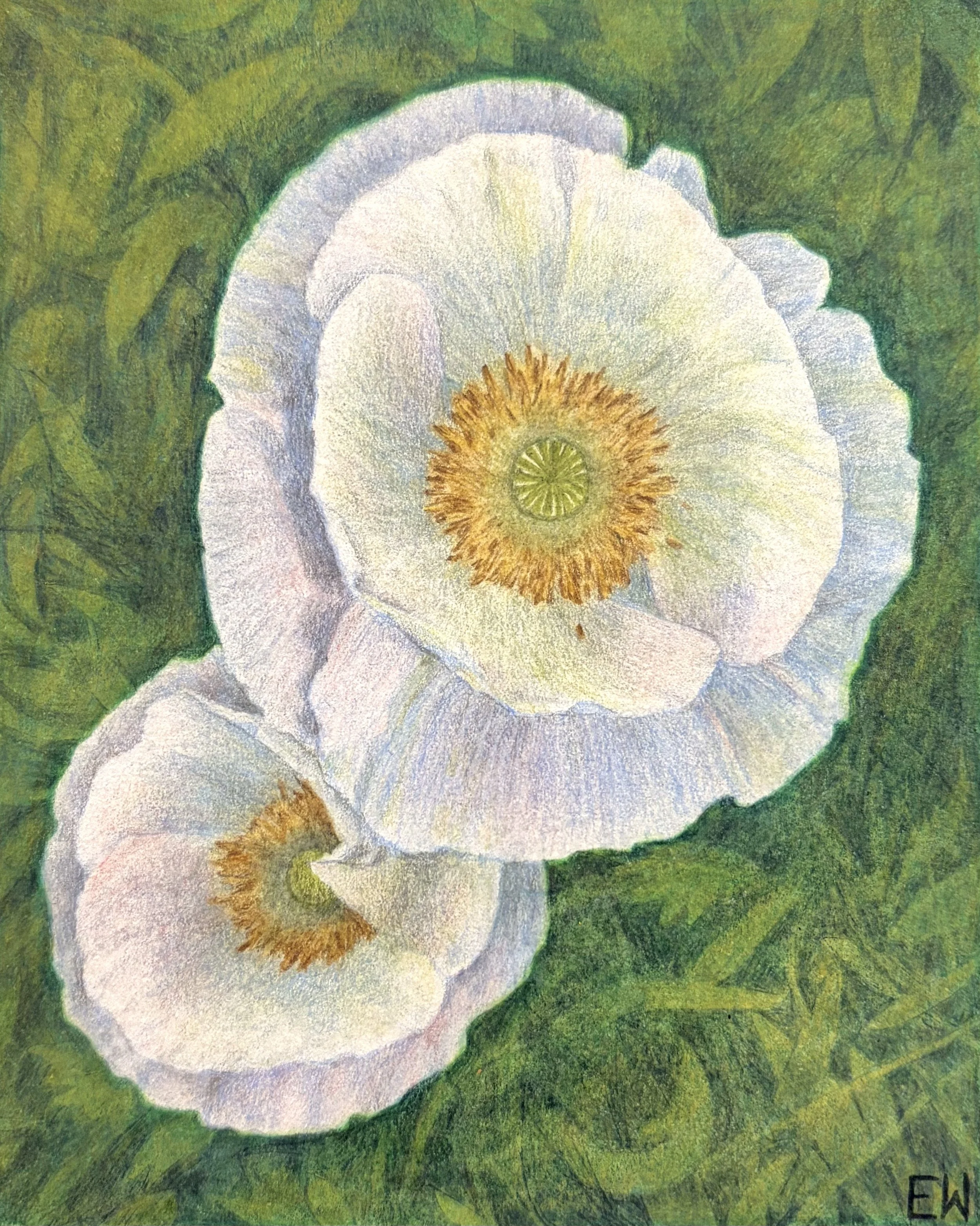 Two White Poppies, colored pencil on paper, 4x5".