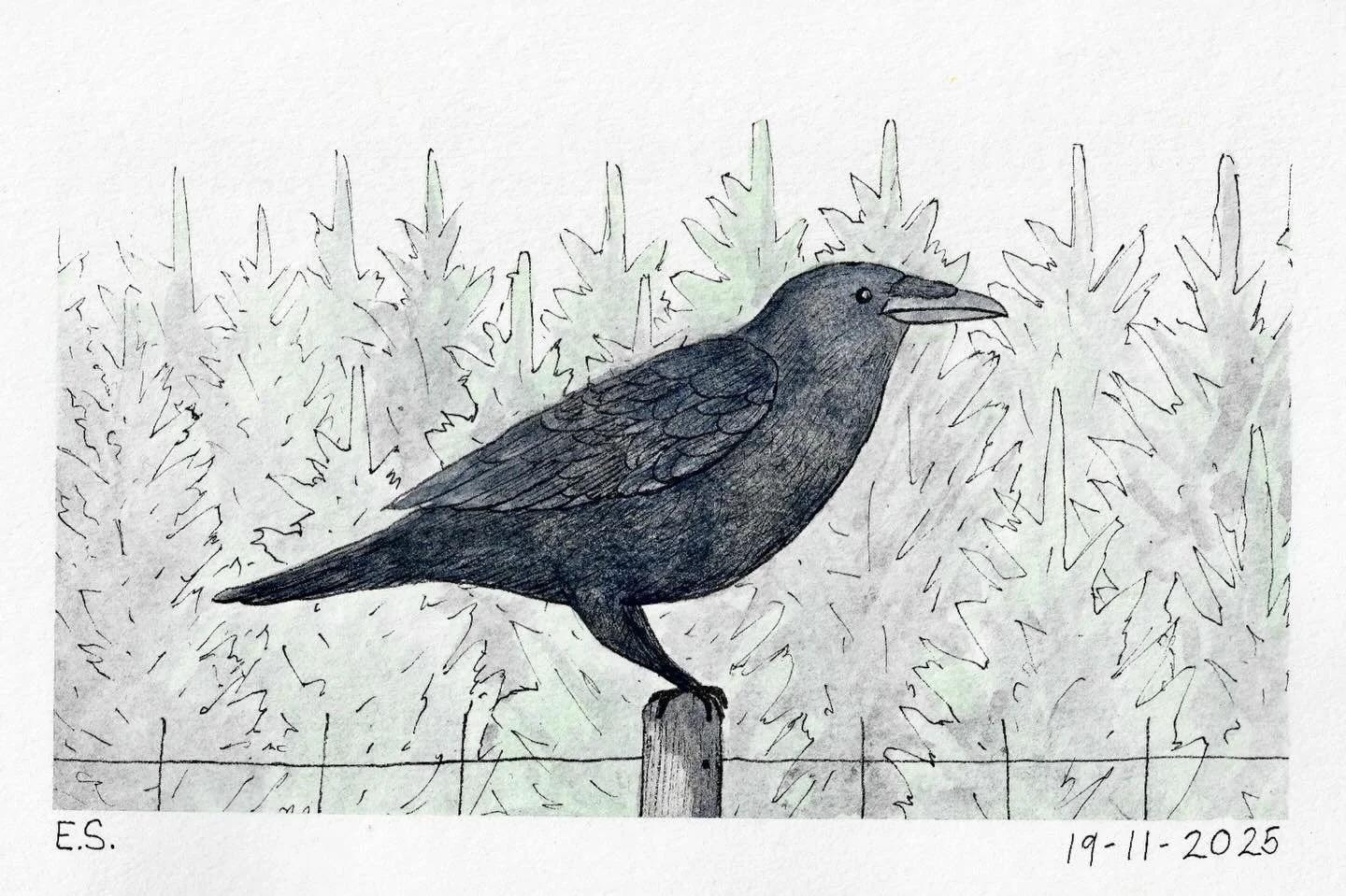 This raven made me smile on a recent hill walk, so I decided to sketch him. The fondness you all have for this casual painting style has surprised and delighted me, since I&rsquo;m used to spending much longer on more detailed works. I&rsquo;ve made 