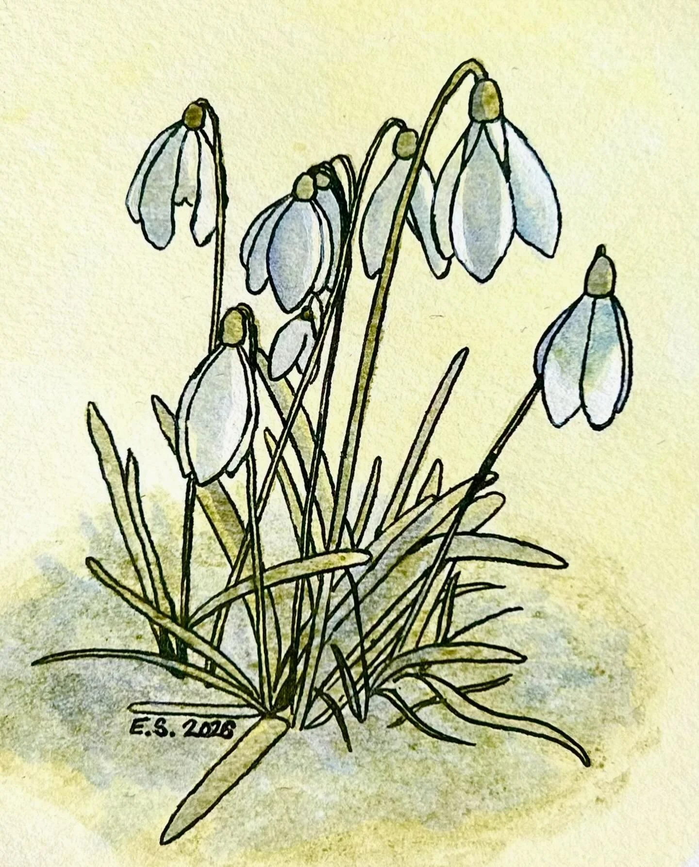 My first time seeing snowdrops! ☀️

#snowdropseason #snowdrops #snowdropart #shellacink #inkdrawing