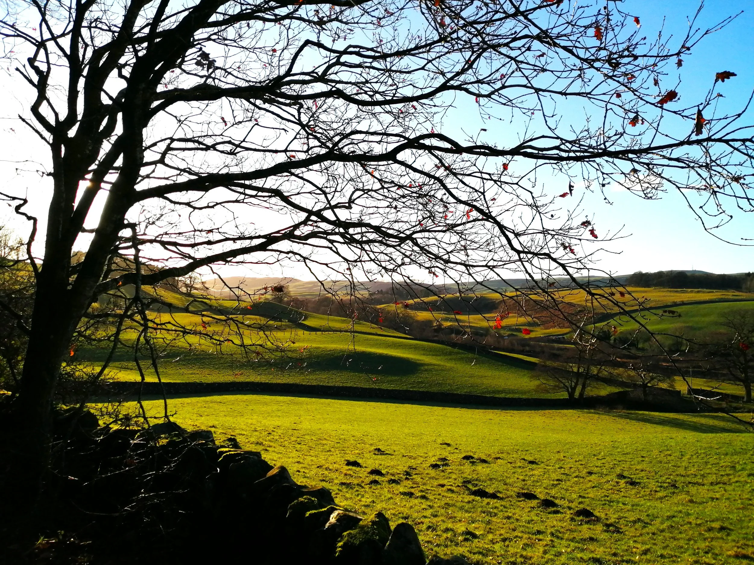 Frost and Sunshine Tango through January.