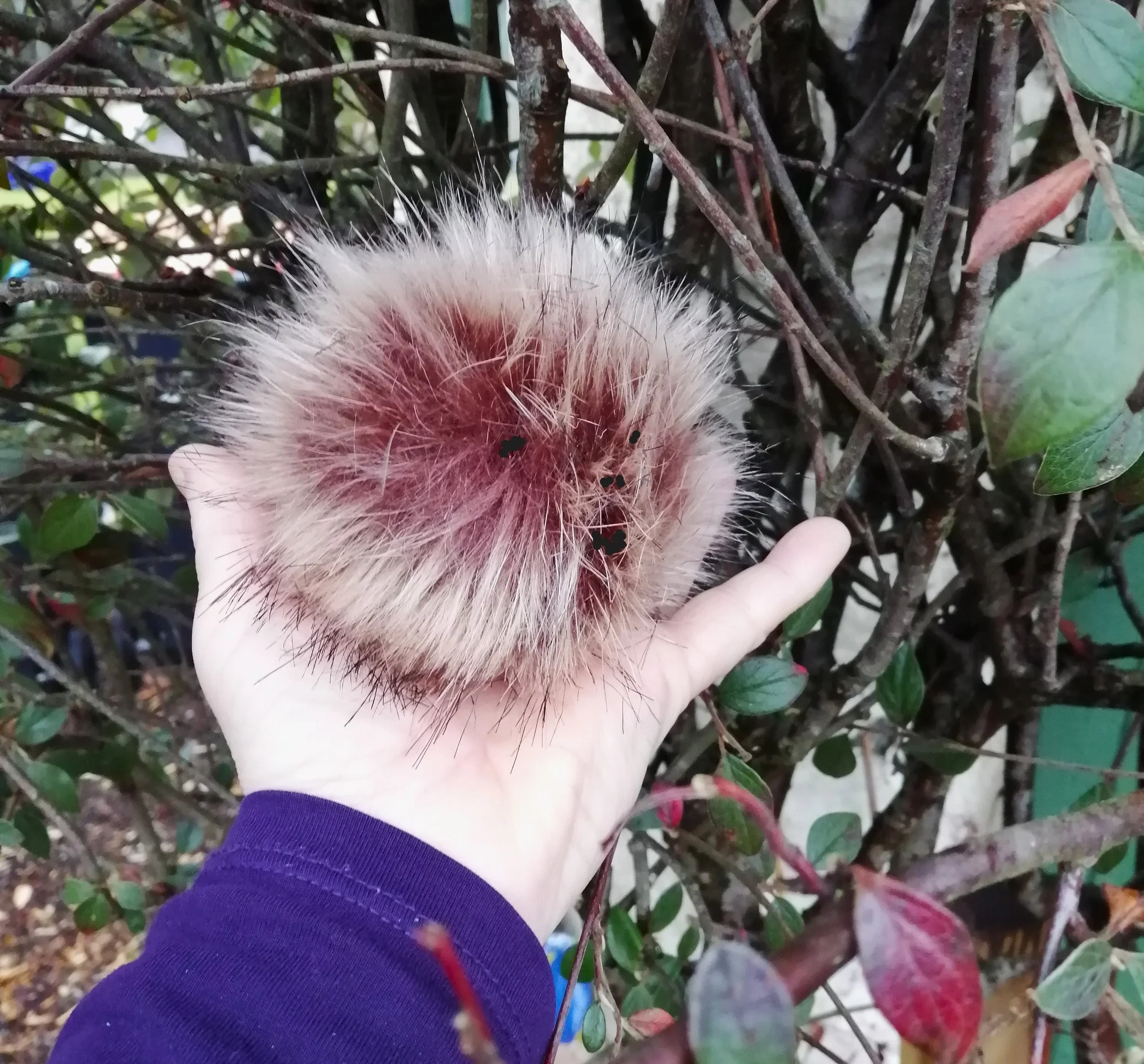 Robert Burns, Me and the Baby Haggis