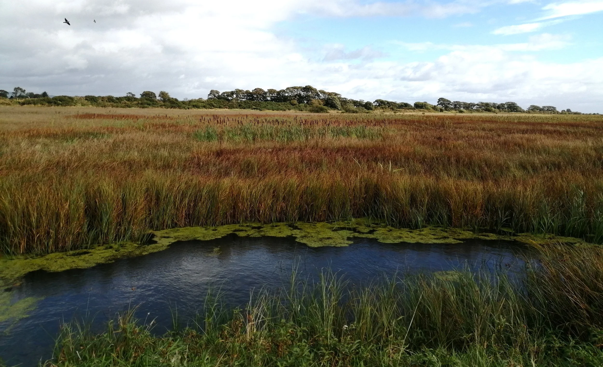 Saltmarsh wind and rain!