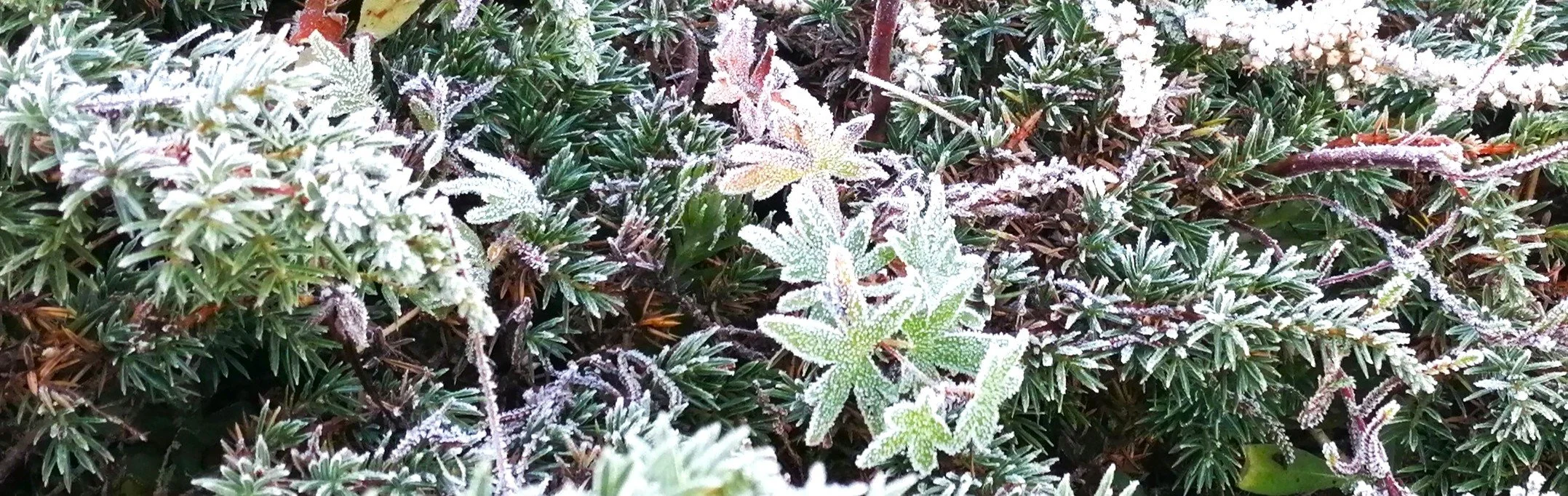 Welcome back Mr Frost.