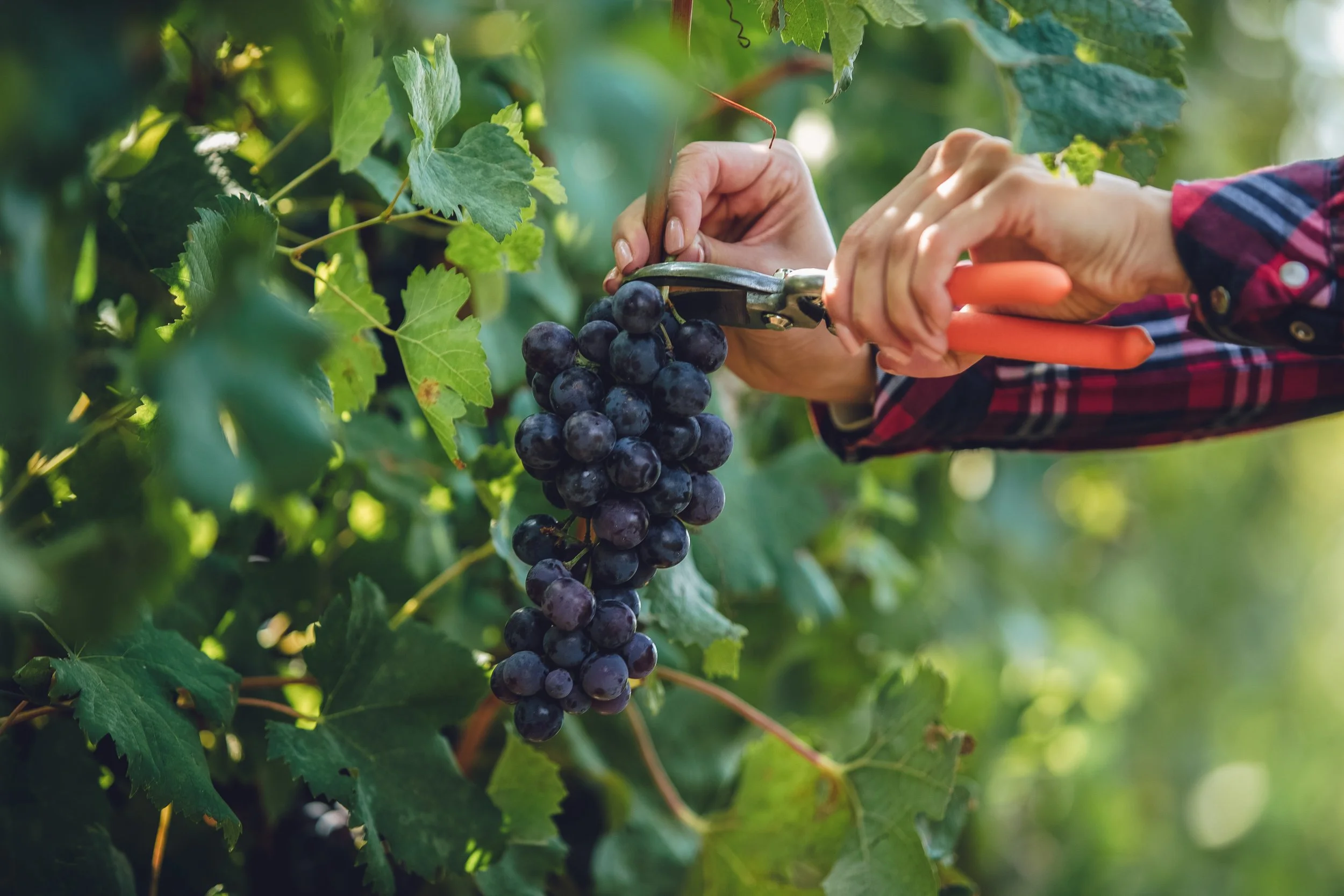 SOMMinar: Women in Wine Industry