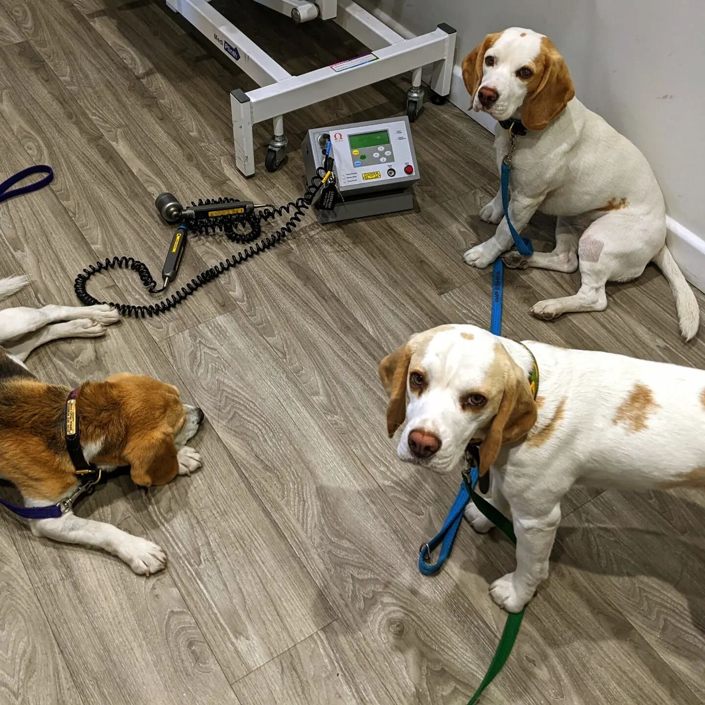 One of these gorgeous pups needed our help and who could say no to those little faces 😍🥰

#beaglesofinstagram #canineosteopathy #lasertherapy