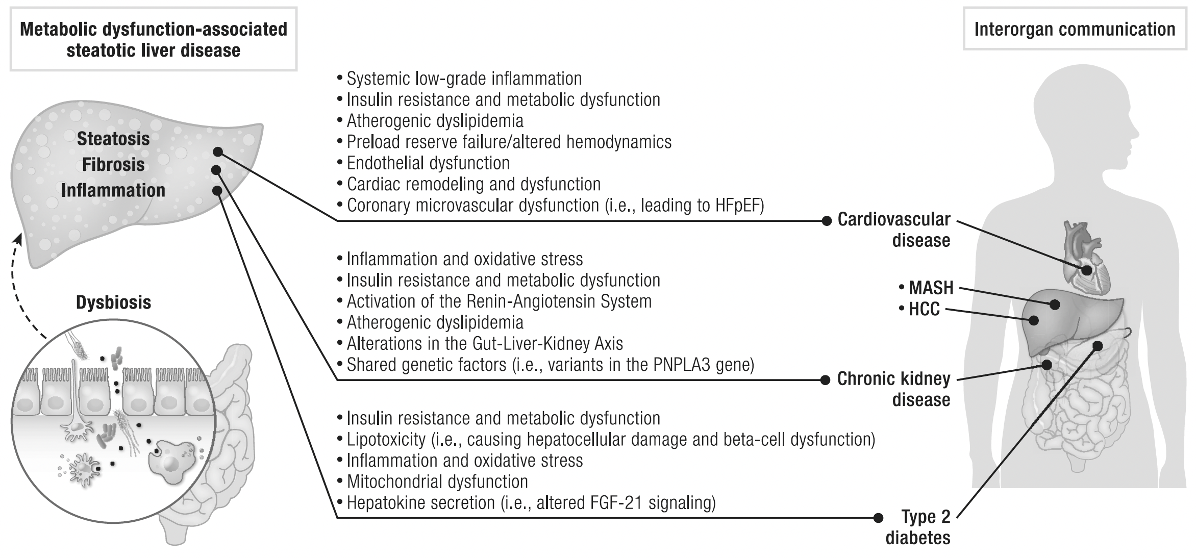 Crosstalk between MASLD and cardiovascular-kidney-metabolic disorders