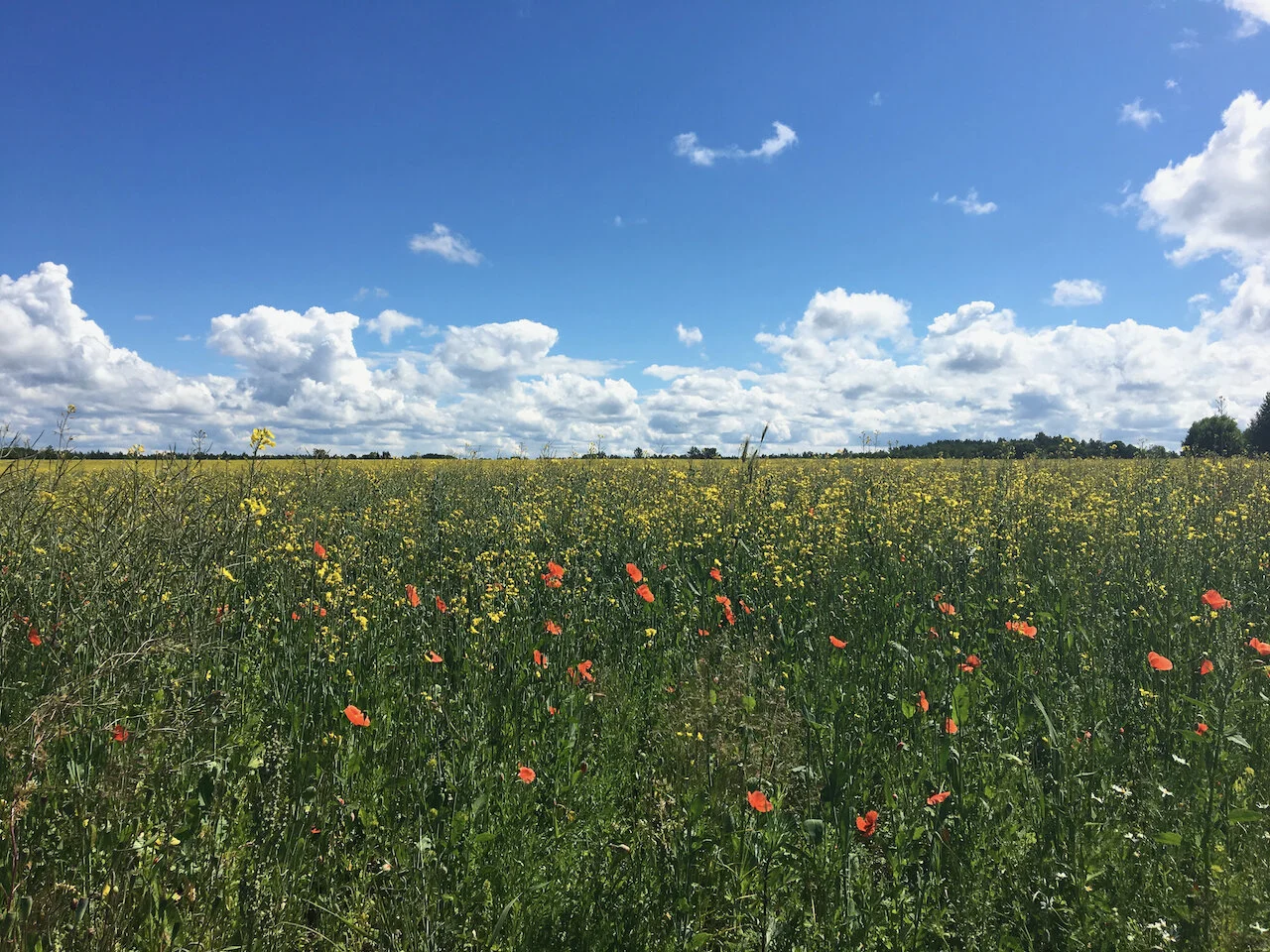 Coaching vs. therapy?