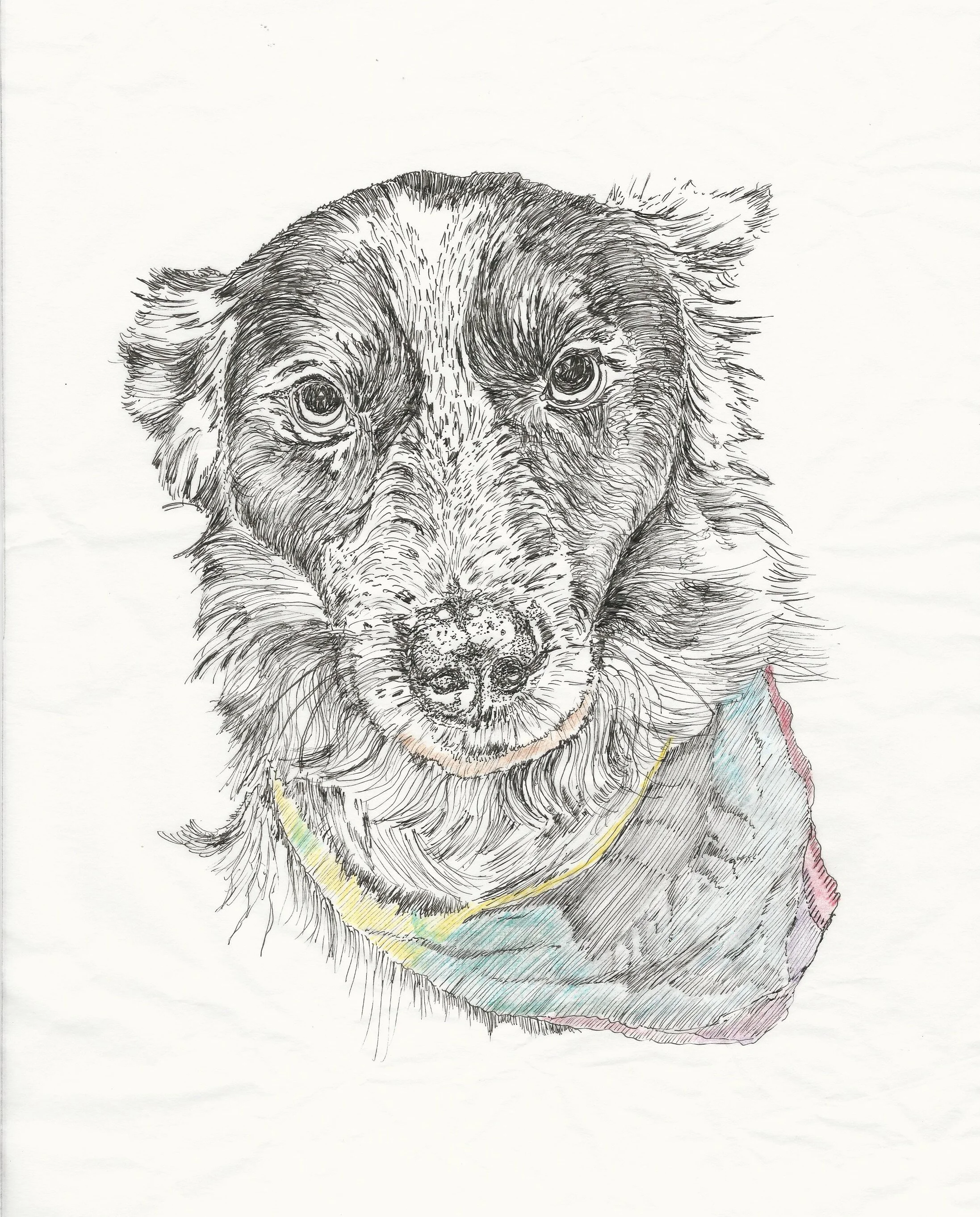Jack the Dog.jpg