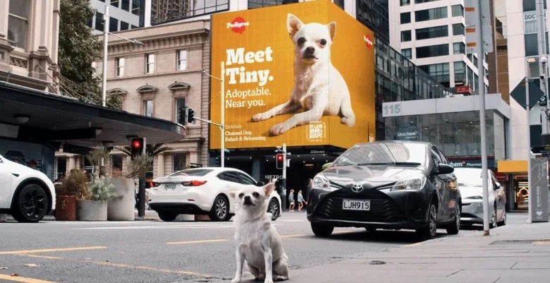 How AI is helping dogs find forever homes