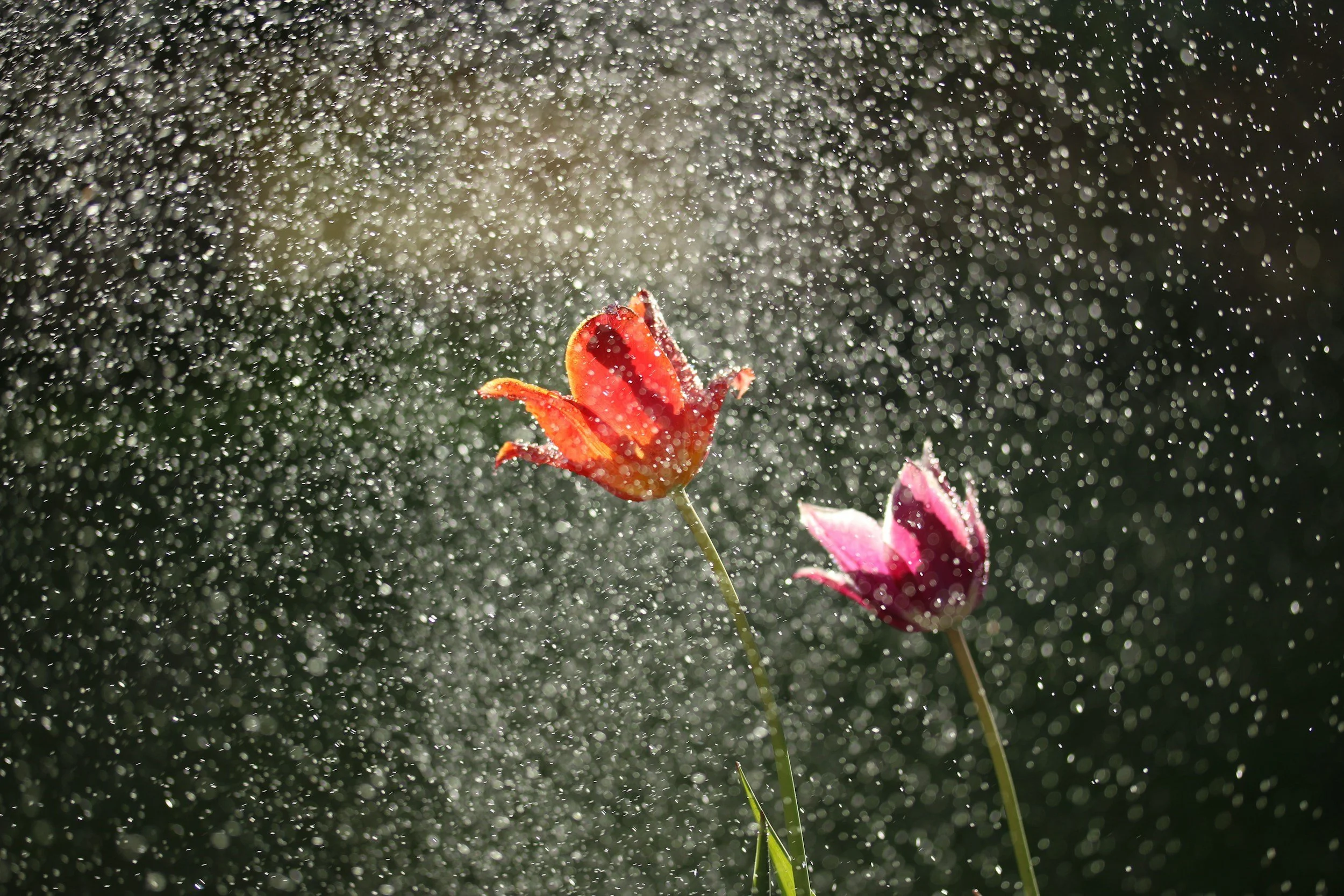 April Showers Bring May Flowers: Cultivating Health and Fitness