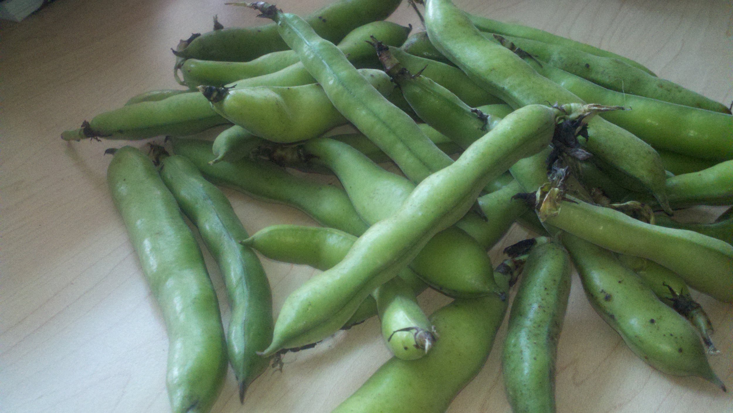 Fava beans - Per Pound