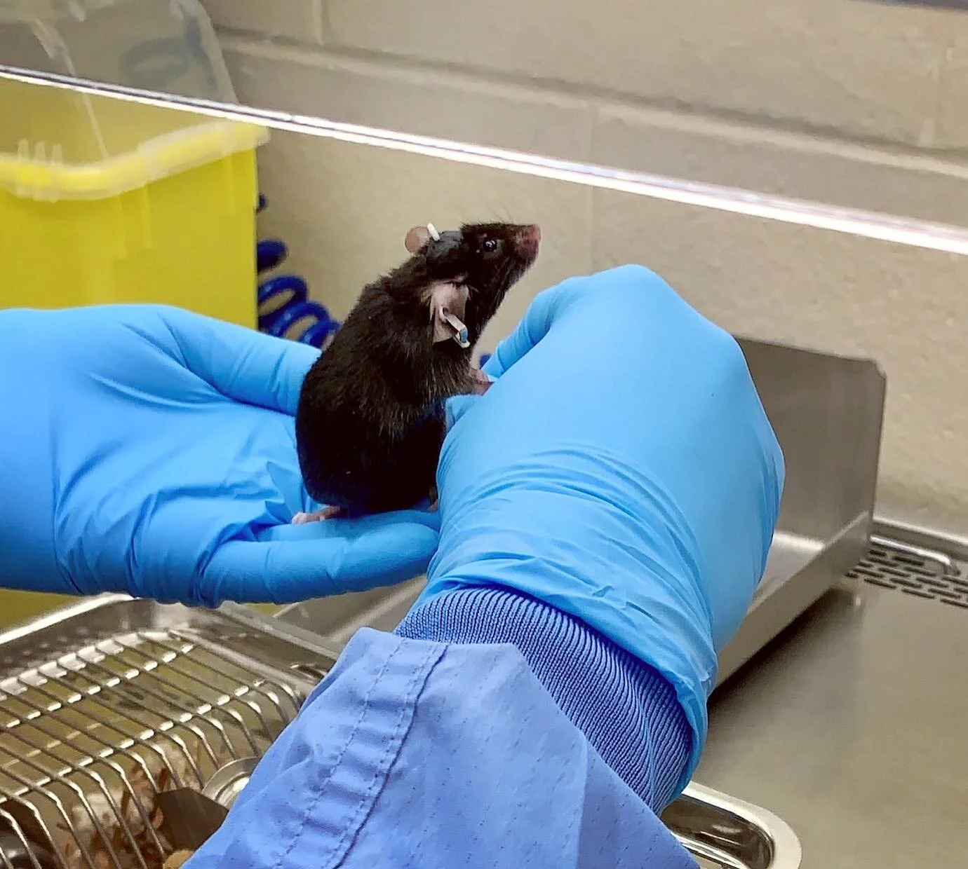 Ratatouille but make it mousie 😍 How cute is this guy?? 
.
.
.
.
.
#science #research #drugaddiction #opiates #optogenetics #phd #phdlife #gradschool #gradstudent #med #medlife #toronto #uoft #lab #medicine #neuro #neuroscience #surgery #scicomm