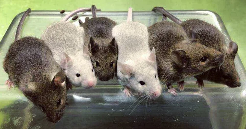 July was another ✨amazing✨month in regenerative medicine research news! 📰 

In this edition of my blog feature over at @ccrm_ca Signals, I cover the first true case of in vitro gametogenesis (‼️), the molecular mechanisms of liver regeneration, a co